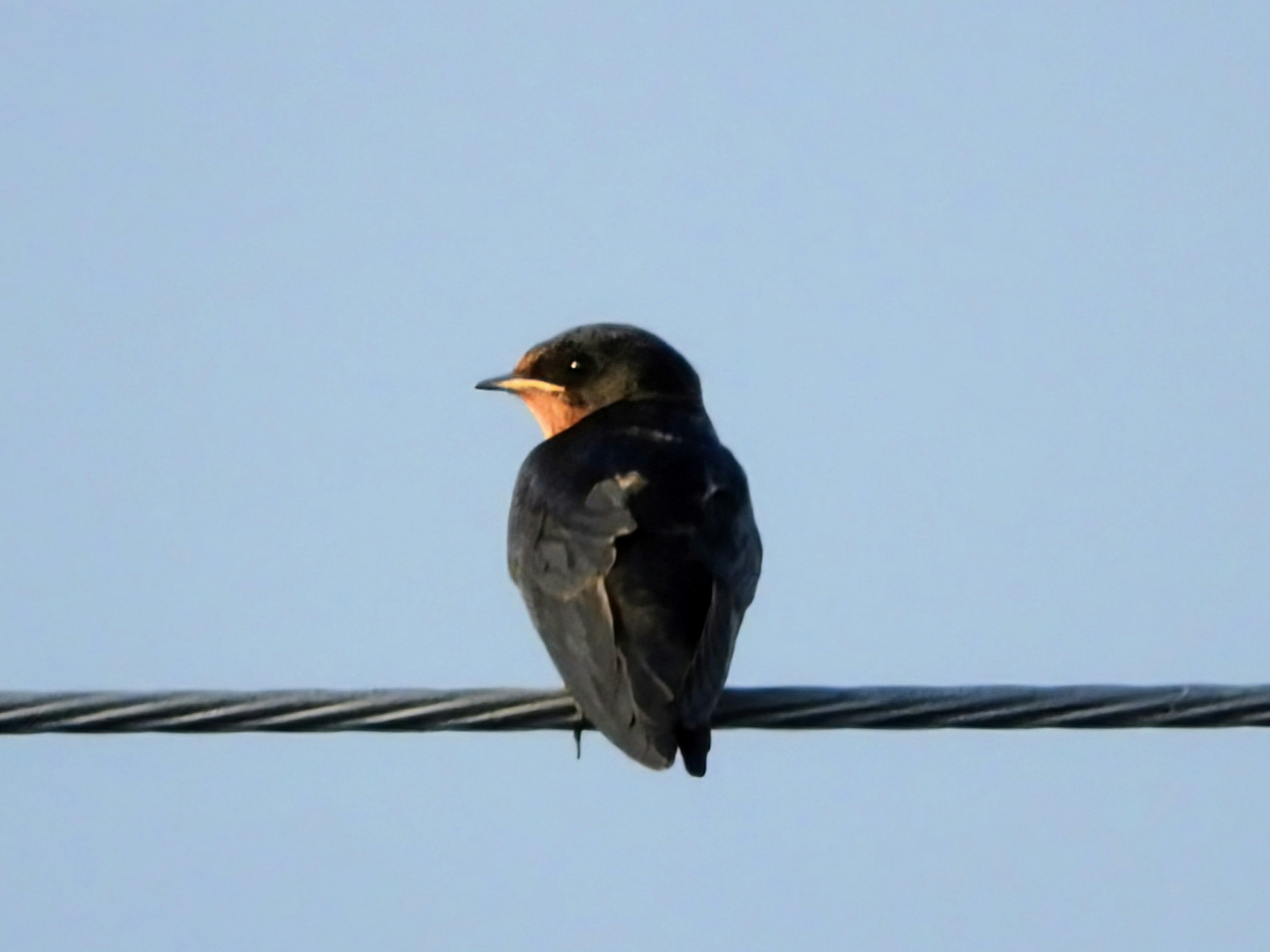 Pájaro golondrina posado en un cable bajo un cielo azul