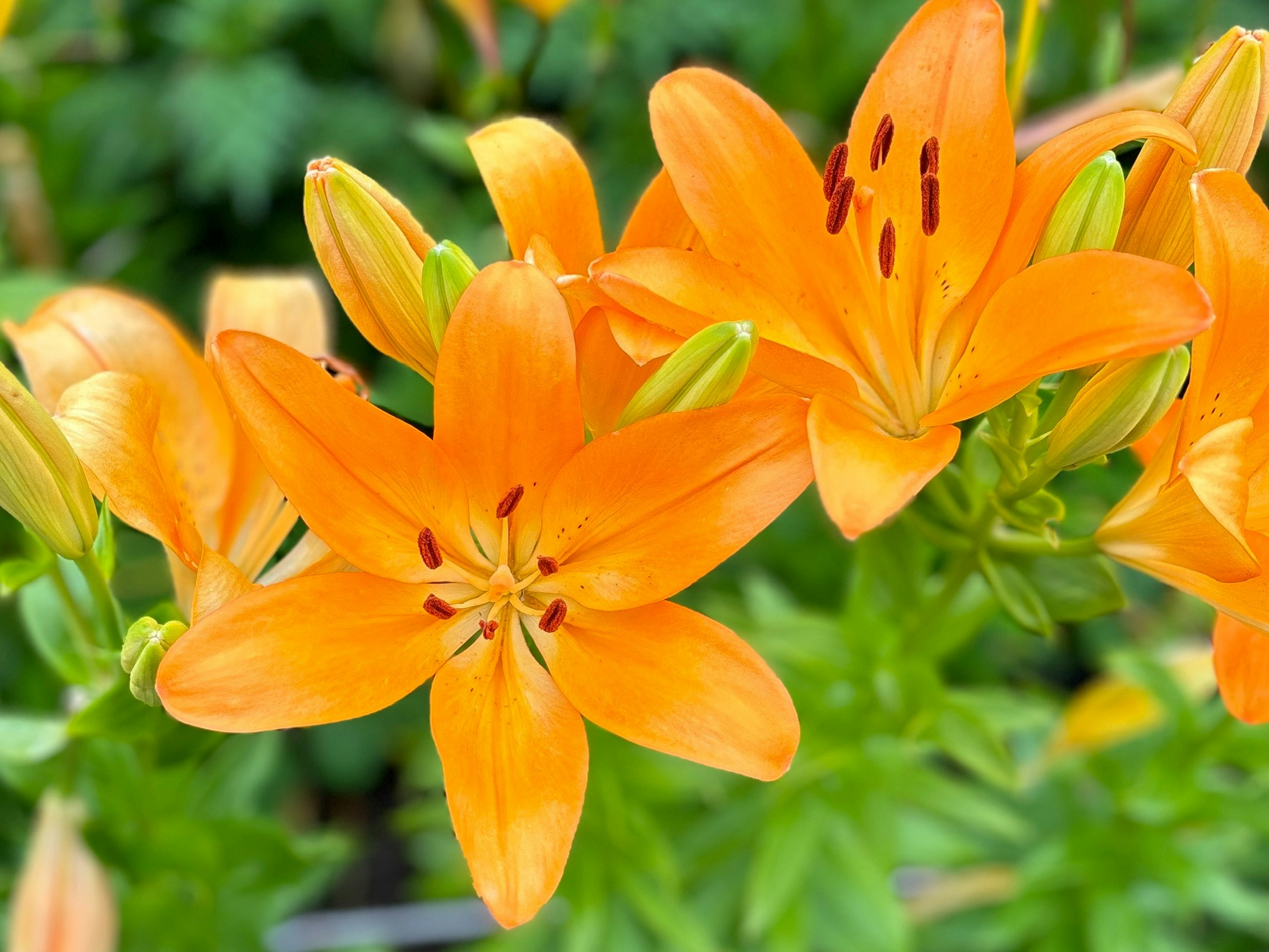 Lebendige orange Lilien in Blüte mit grünem Laub