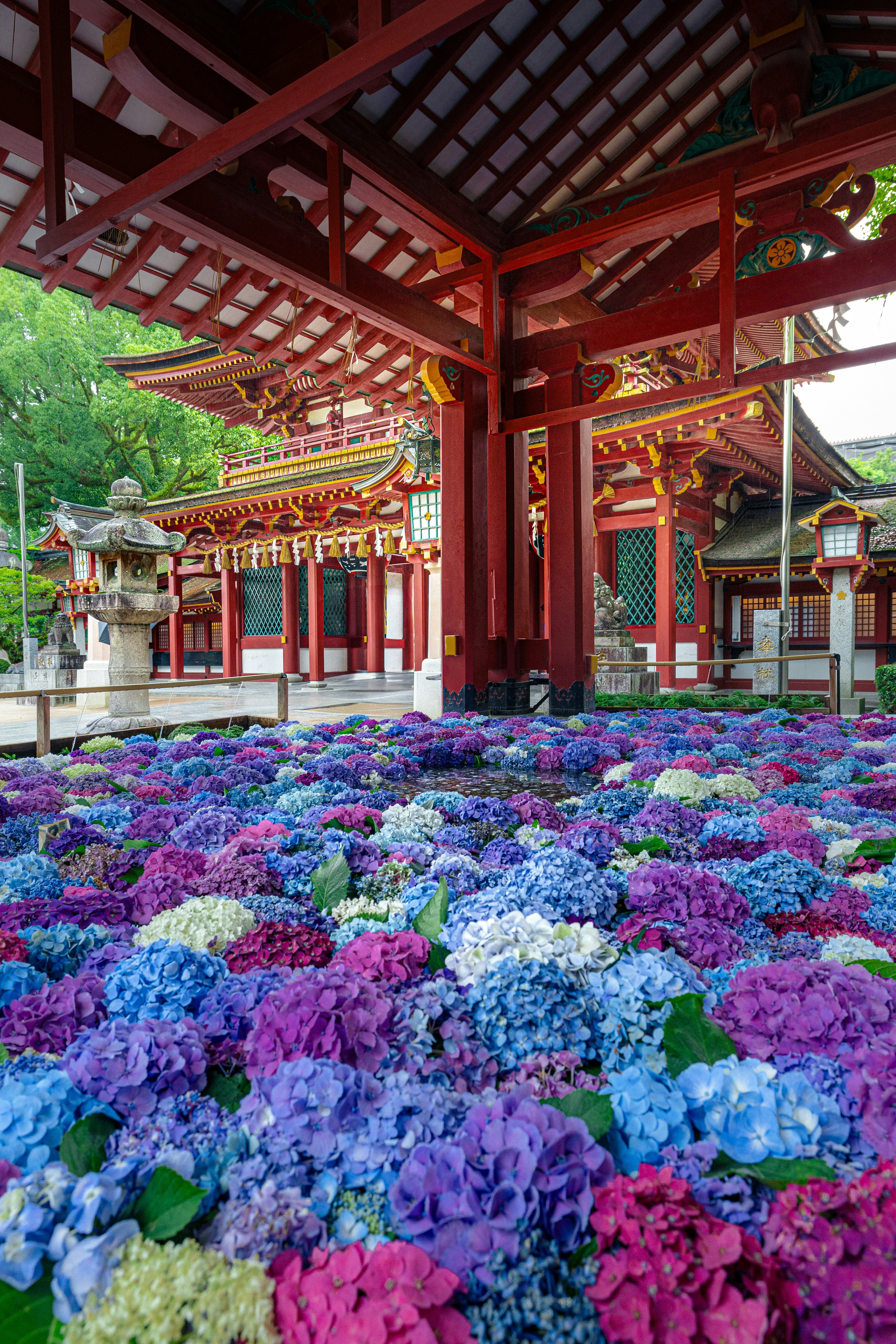 色彩繽紛的繡球花覆蓋的神社庭院的風景