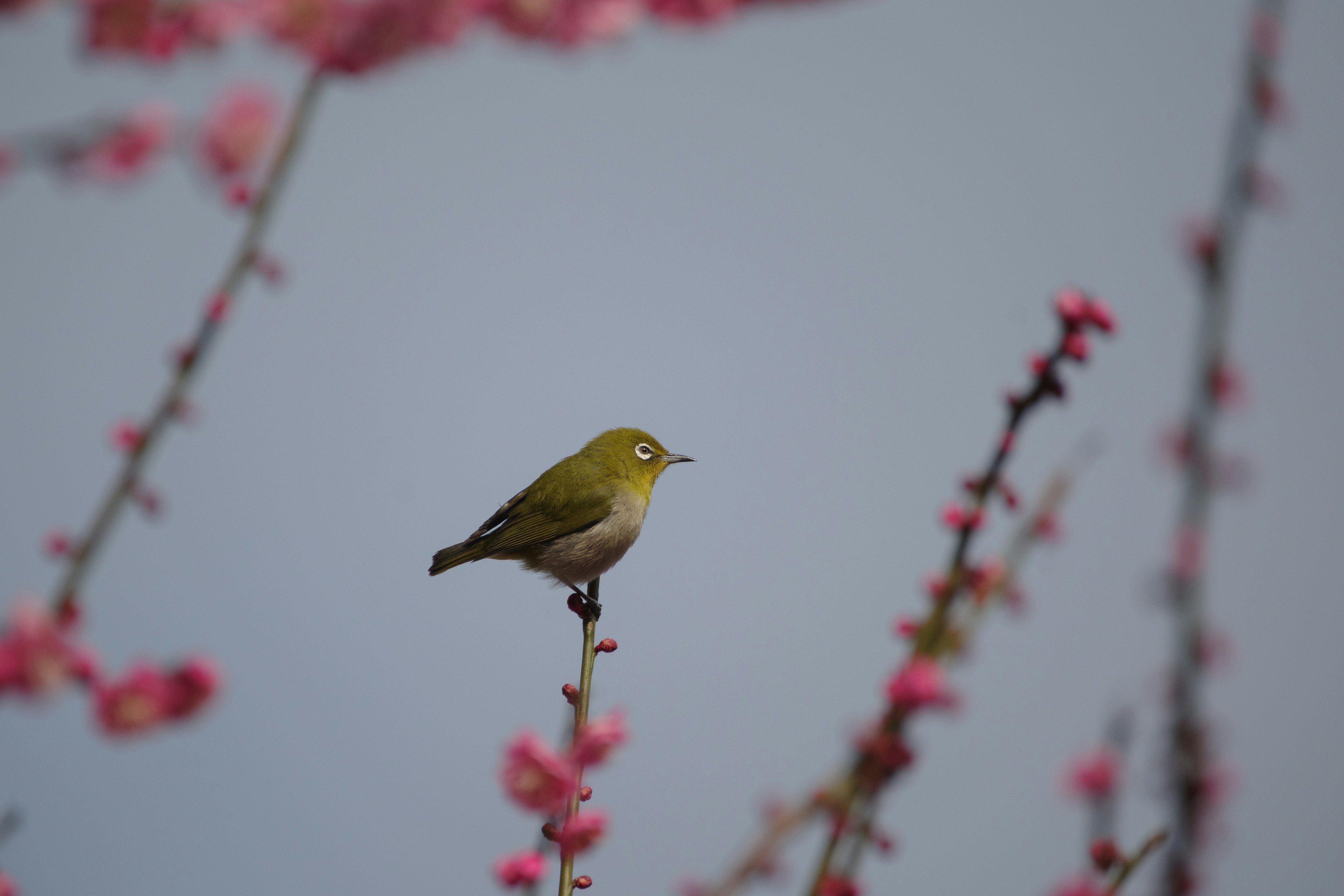 Petit oiseau vert perché sur une branche avec des fleurs roses