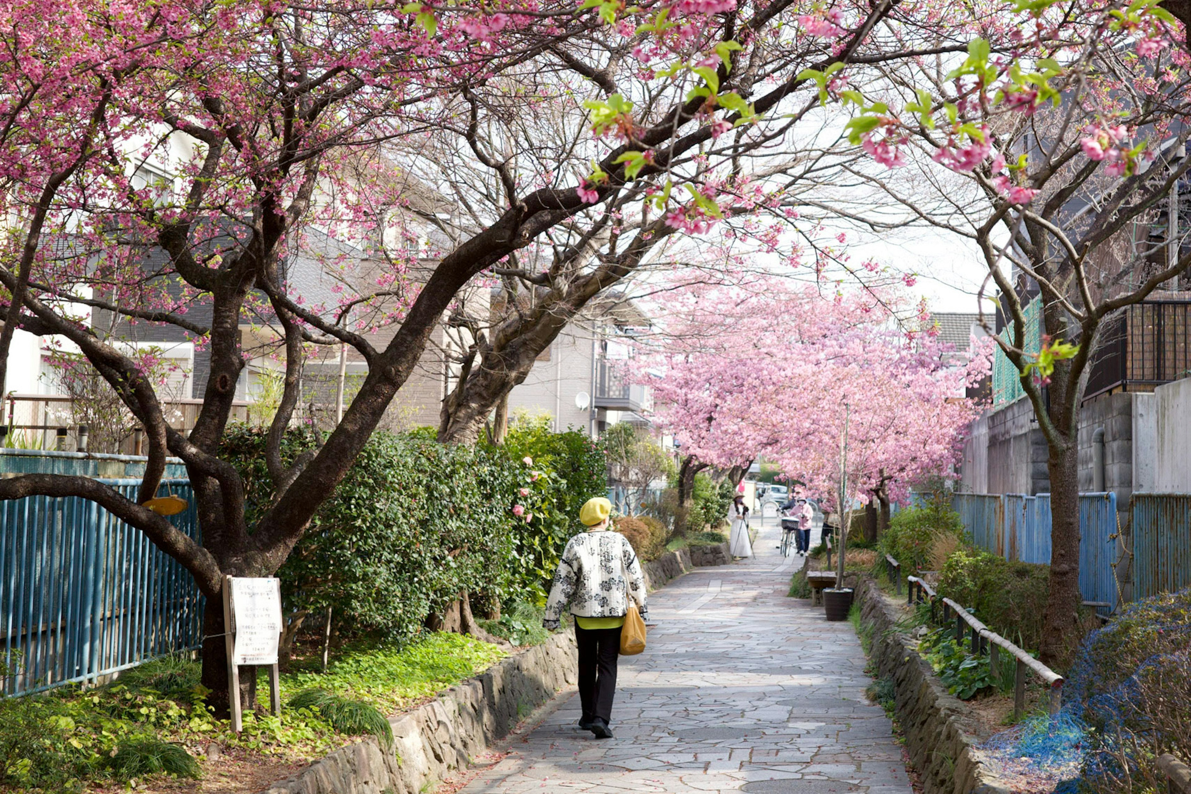 桜の木が並ぶ小道を歩く女性の後ろ姿