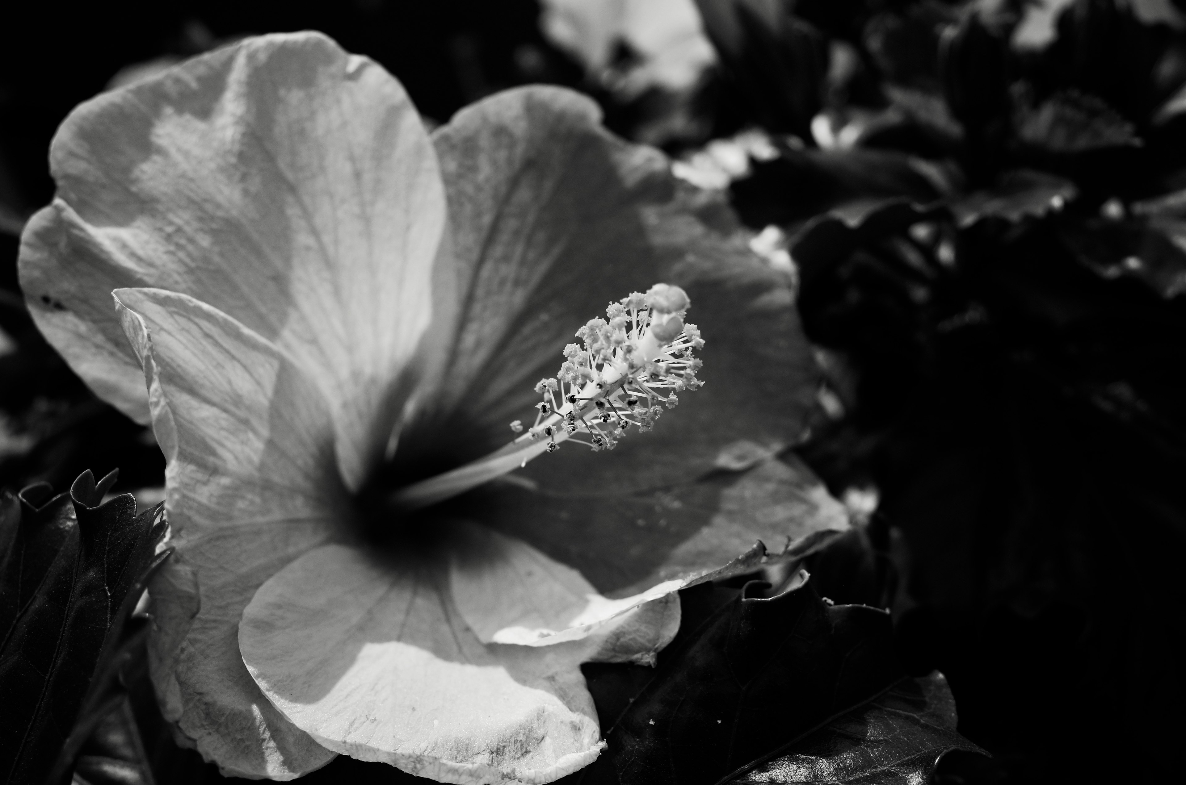 Black and white hibiscus flower surrounded by leaves