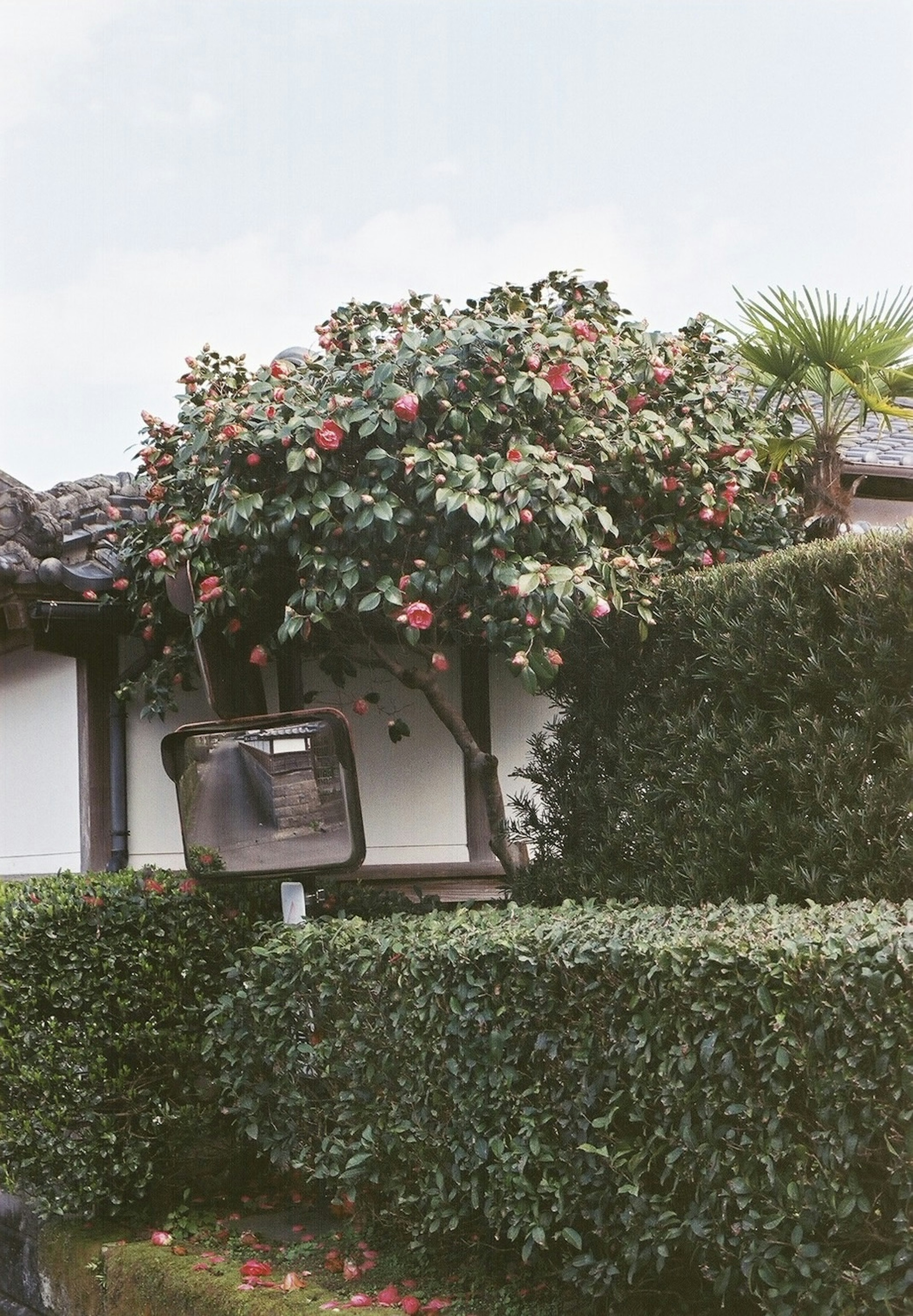 Una escena de jardín con un árbol en flor y un seto verde