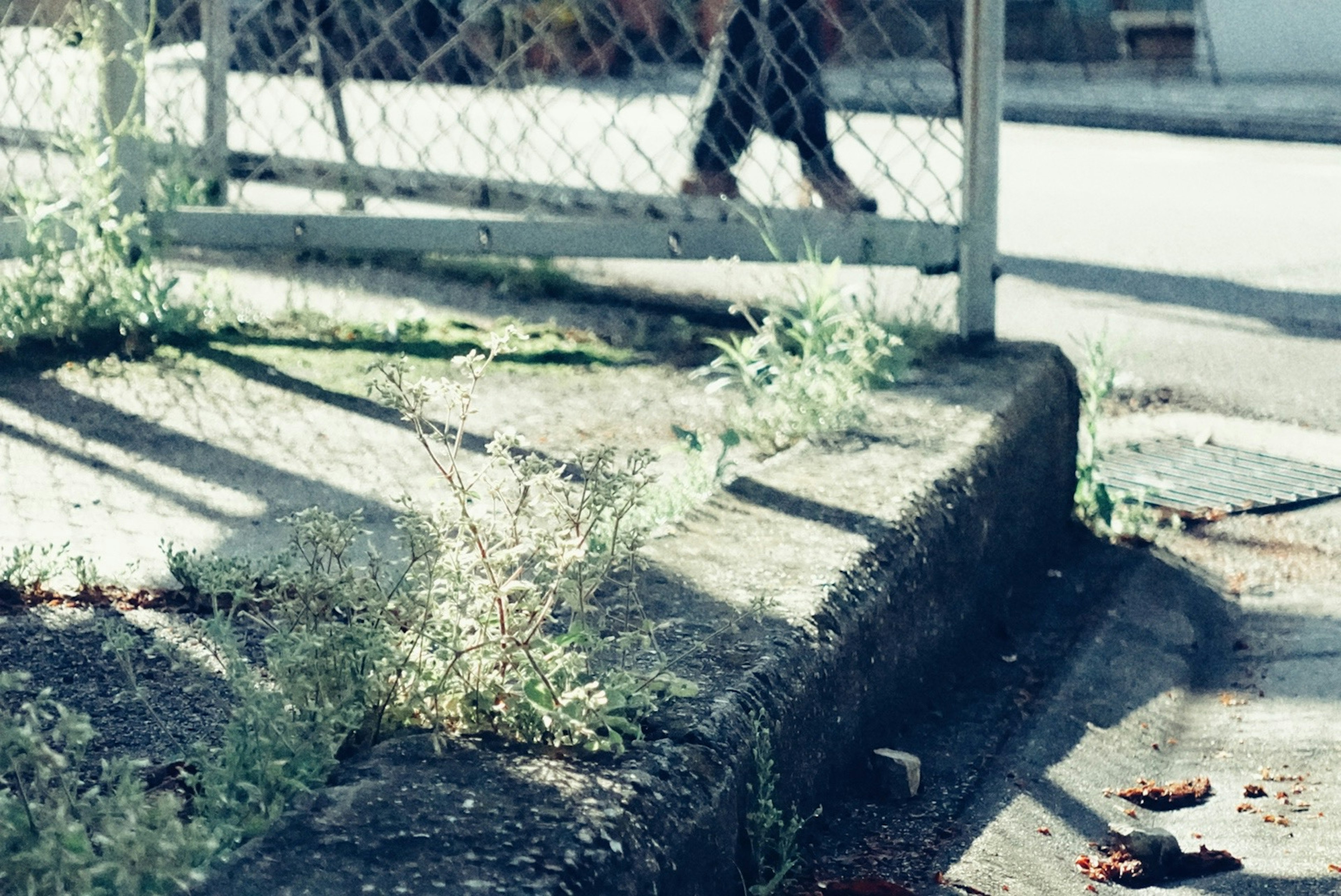 Corner of a sidewalk with grass growing near a fence and shadows