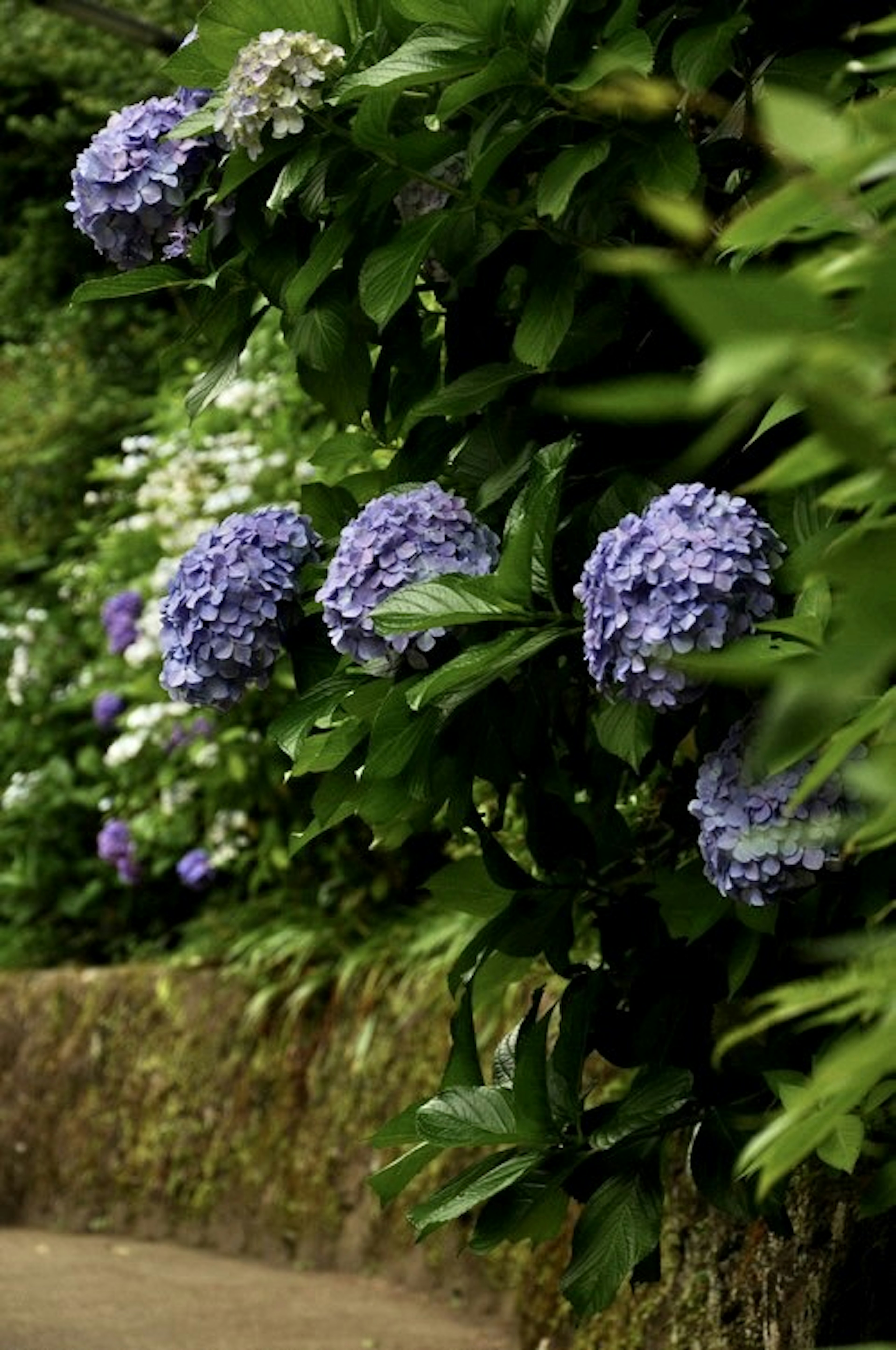 Fiori di ortensia in blu e viola circondati da foglie verdi