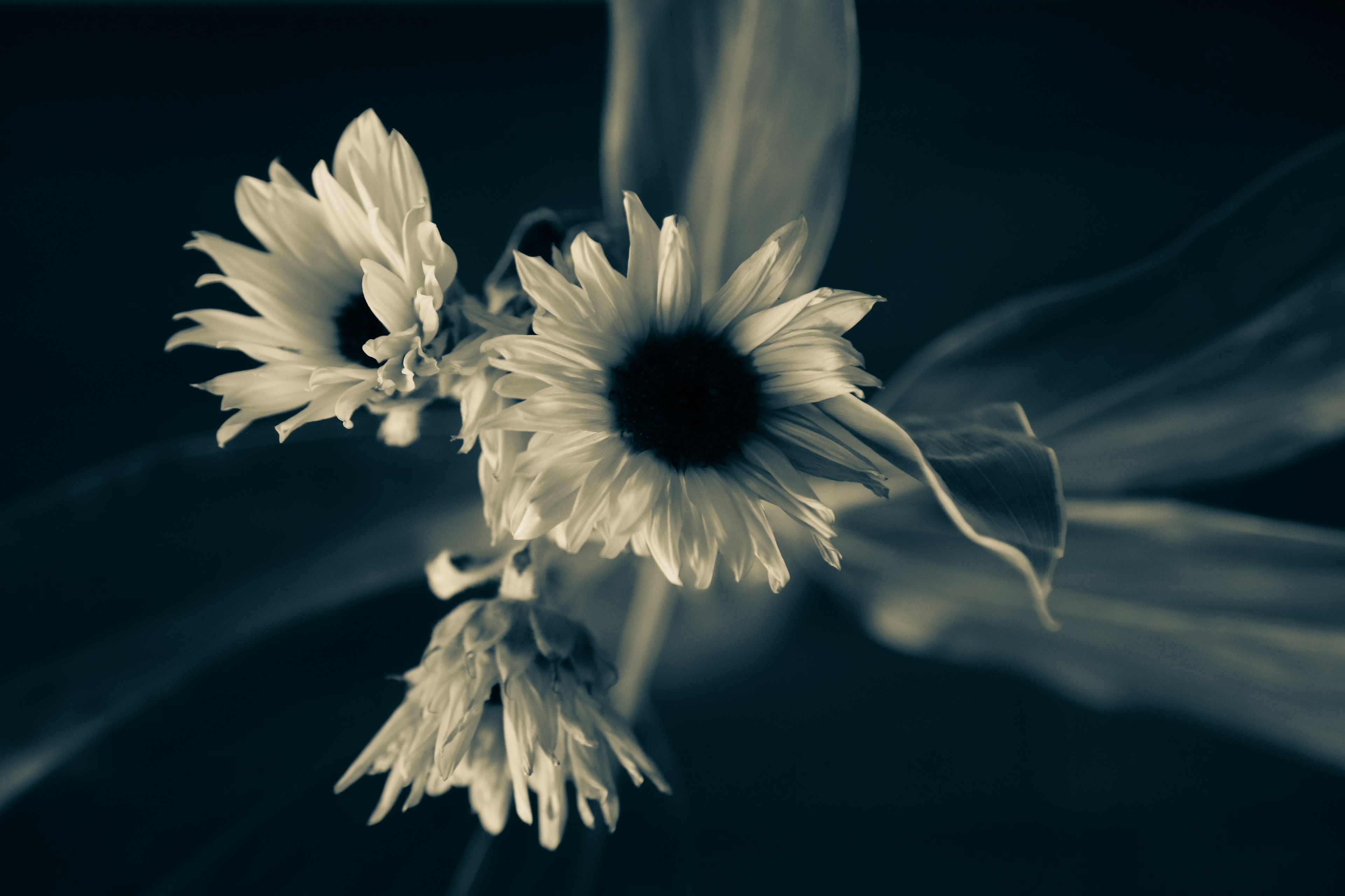 Acercamiento de flores en tonos blanco y negro con detalles de pétalos y hojas