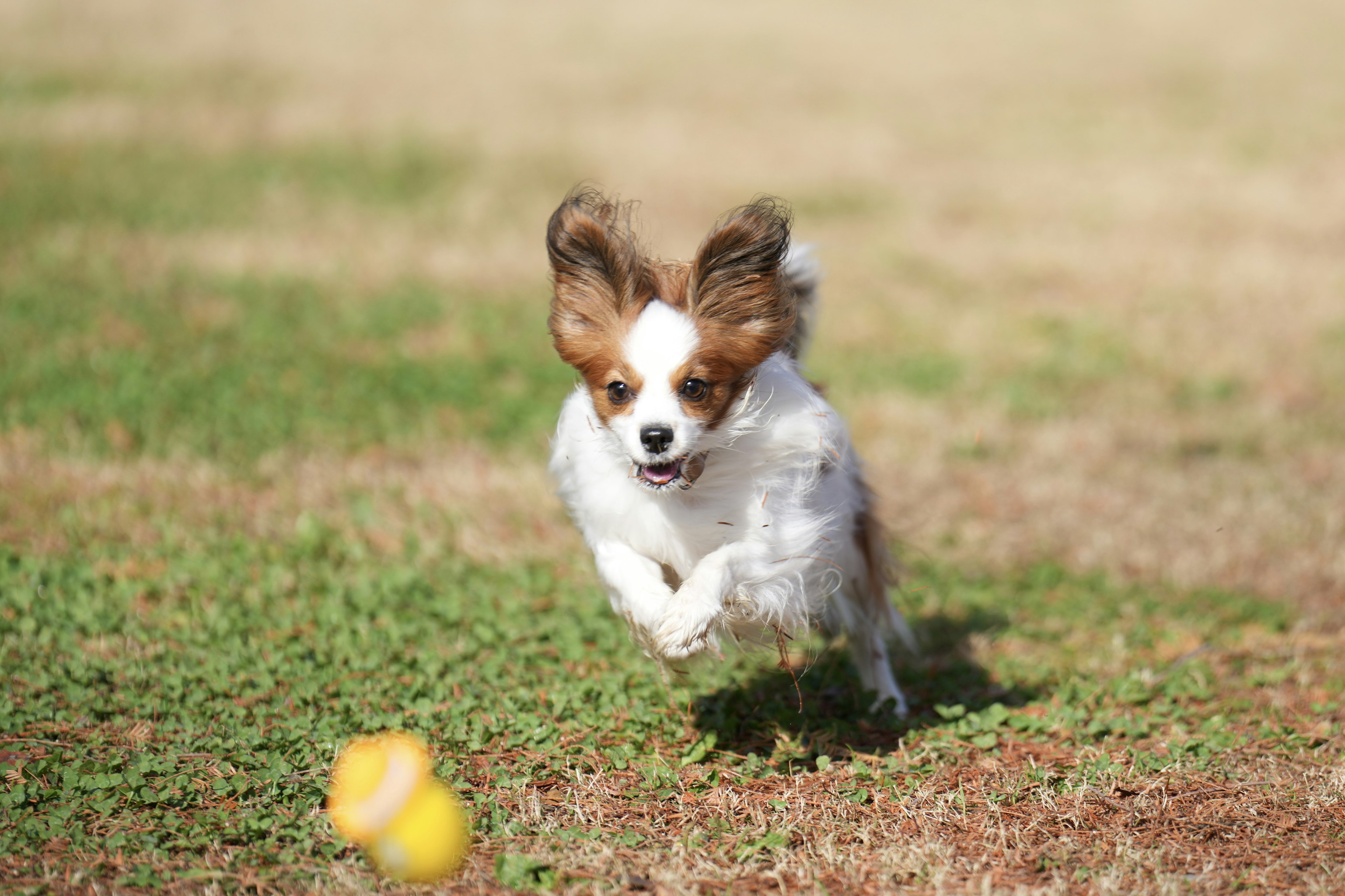 Un chien courant vers une balle dans un champ herbeux