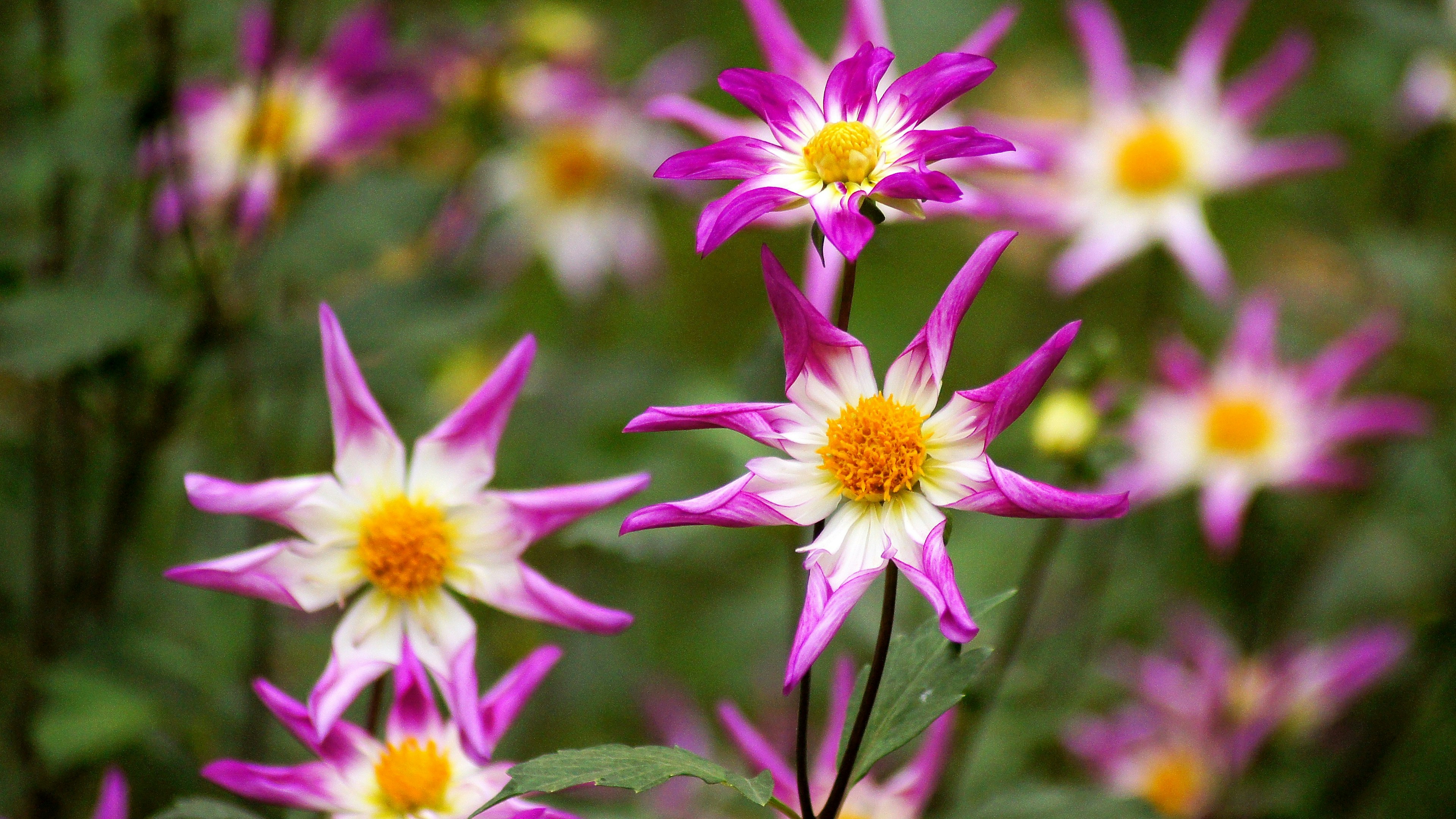 Fiori rosa e bianchi vibranti in un giardino