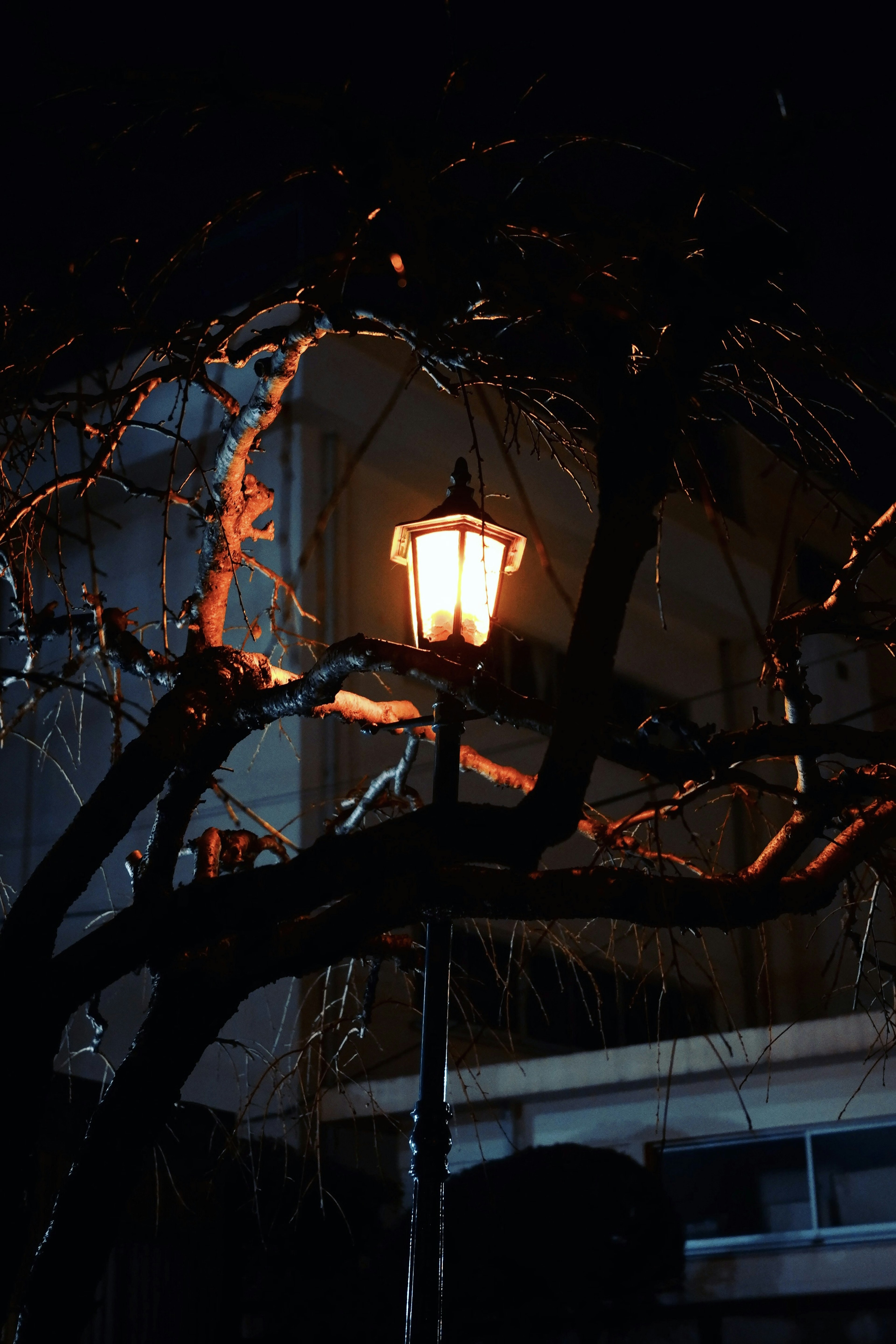 Una farola que emite luz cálida rodeada de ramas de árbol por la noche