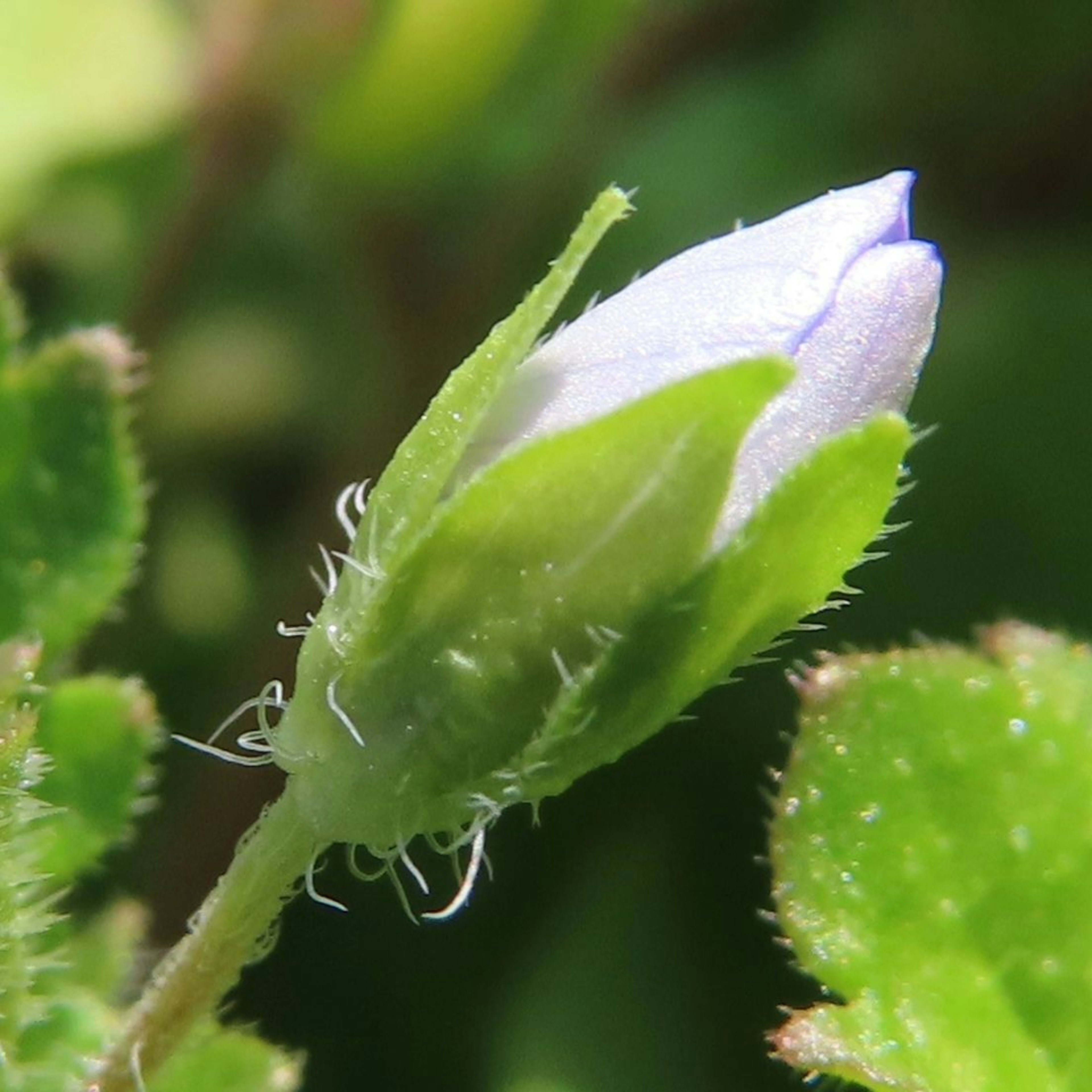 Eine kleine lila Blütenknospe umgeben von grünen Blättern