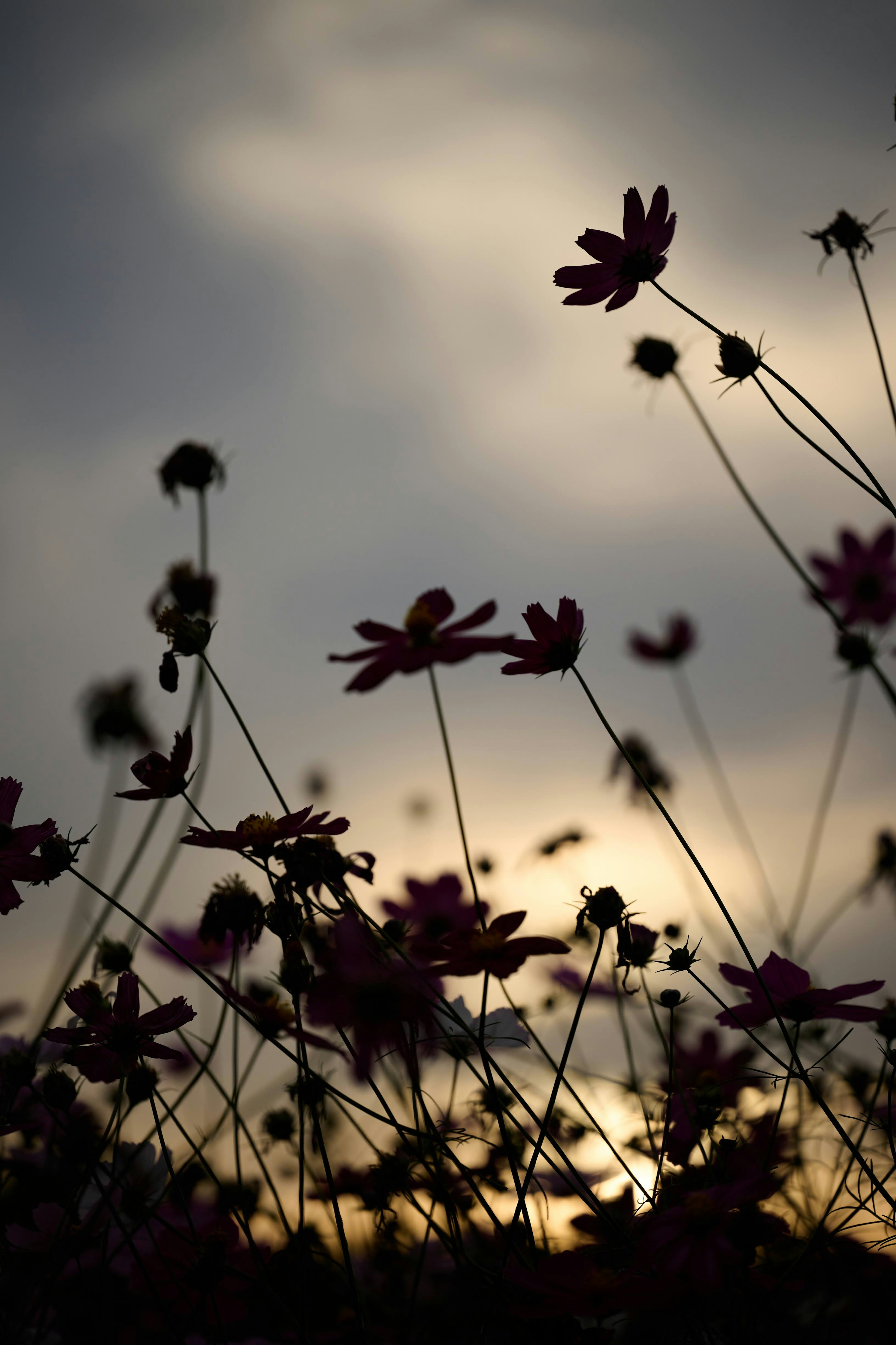 Silhouette di fiori contro un cielo al crepuscolo