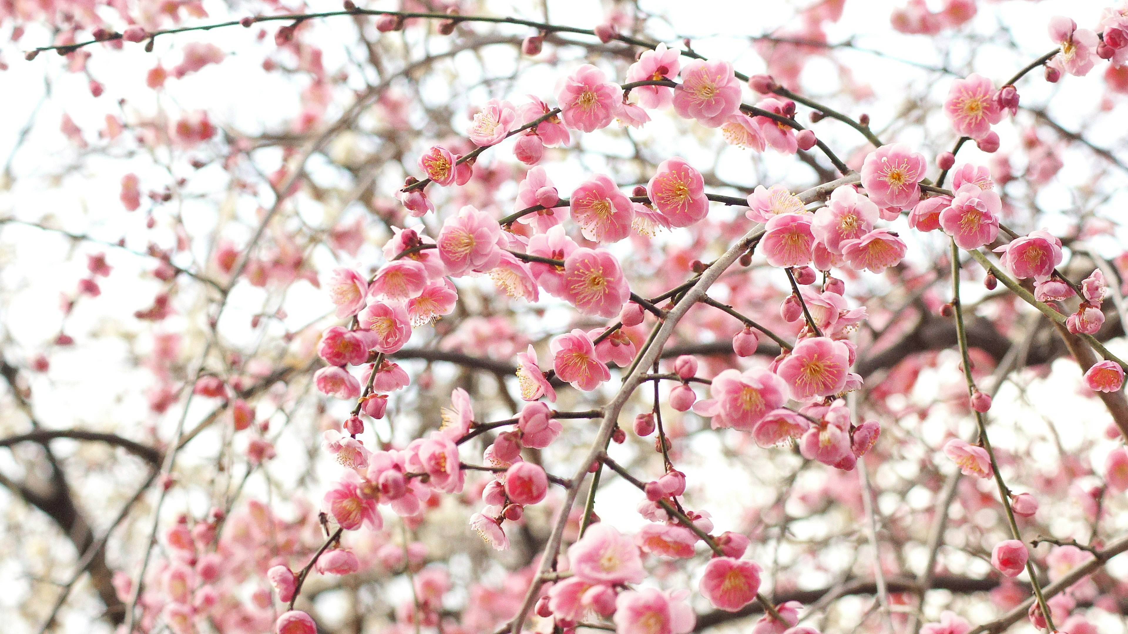 Primer plano de ramas con flores rosas en flor