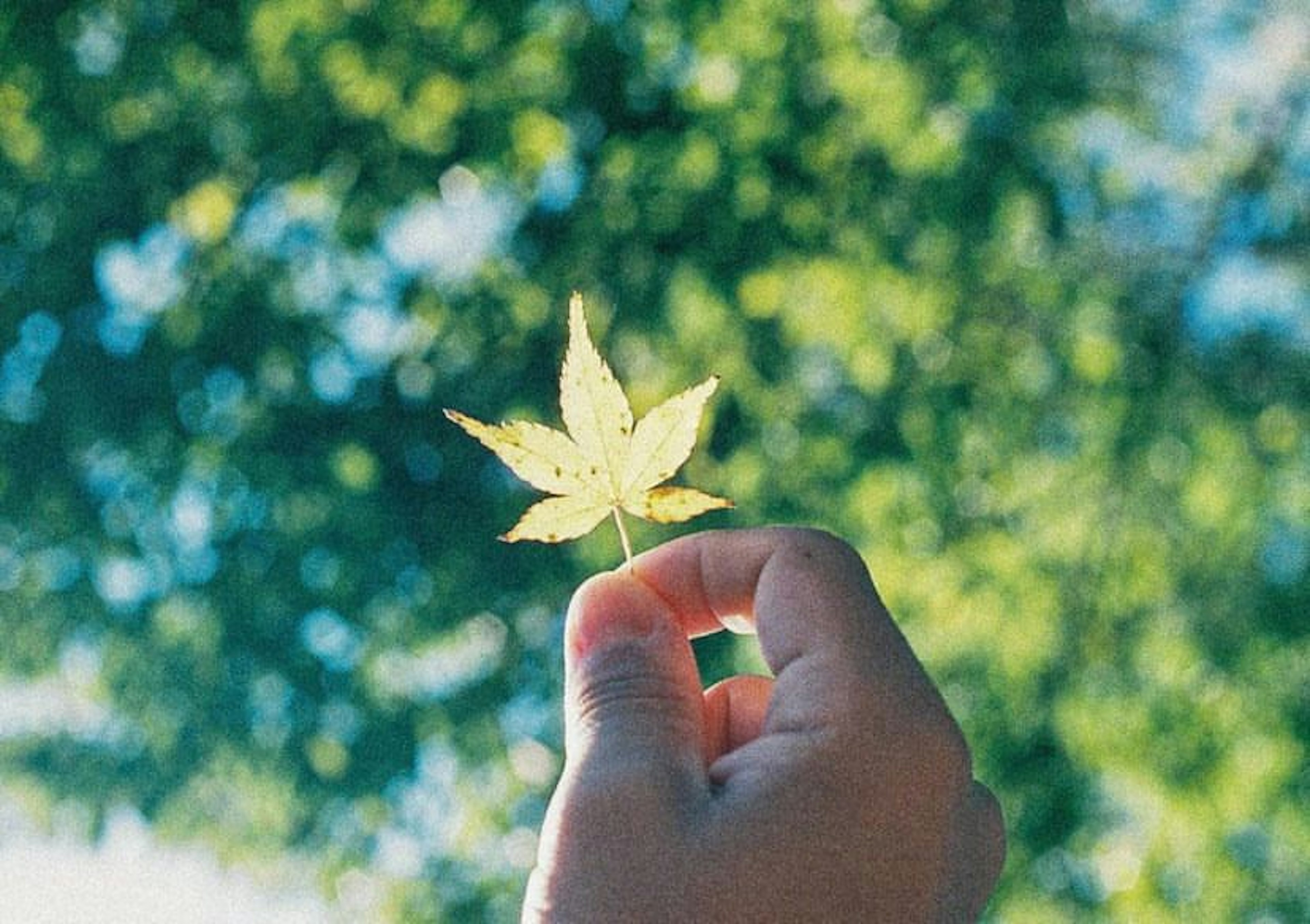 Una mano sosteniendo una hoja amarilla contra un fondo verde