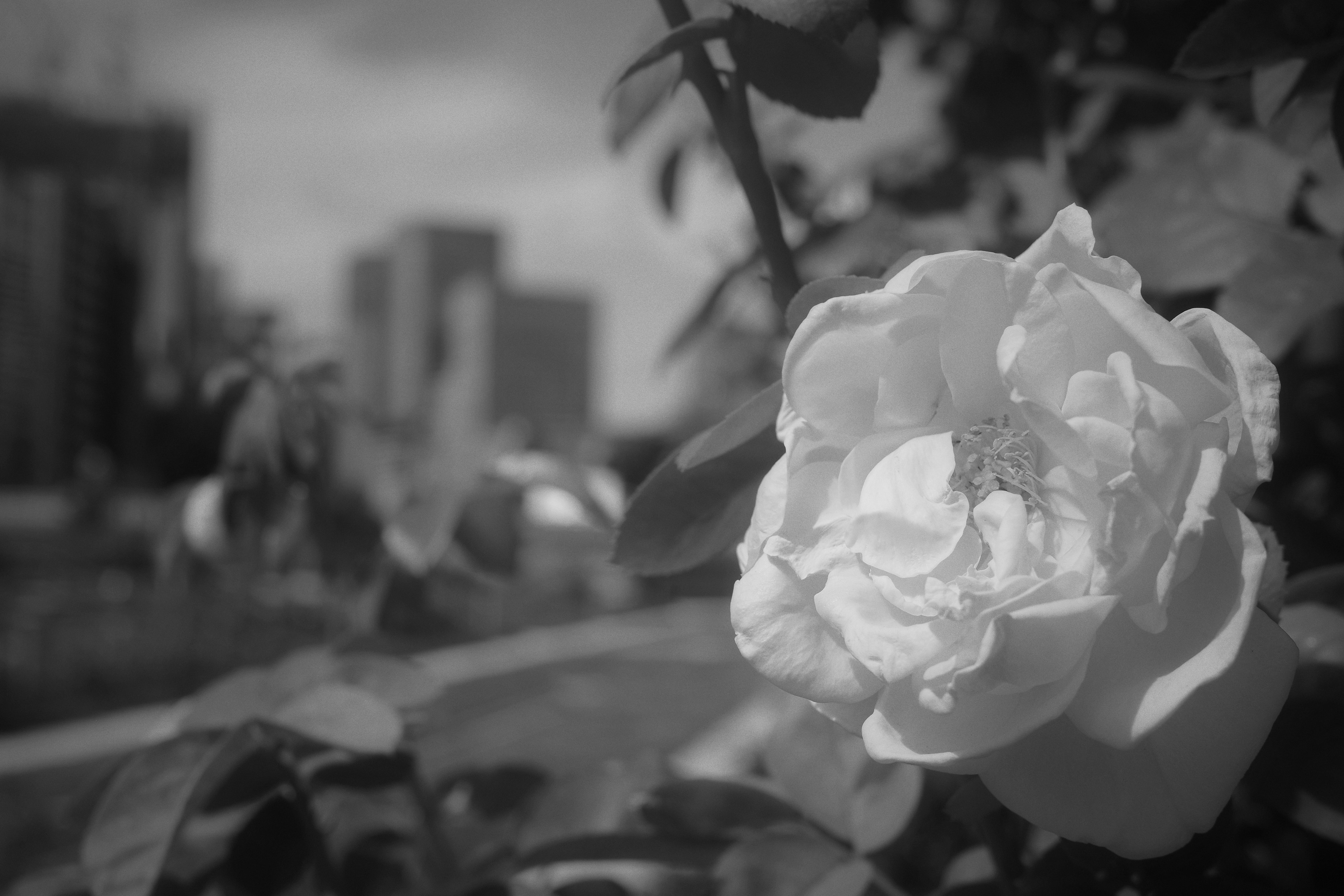 Close-up of a white rose with a blurred city background