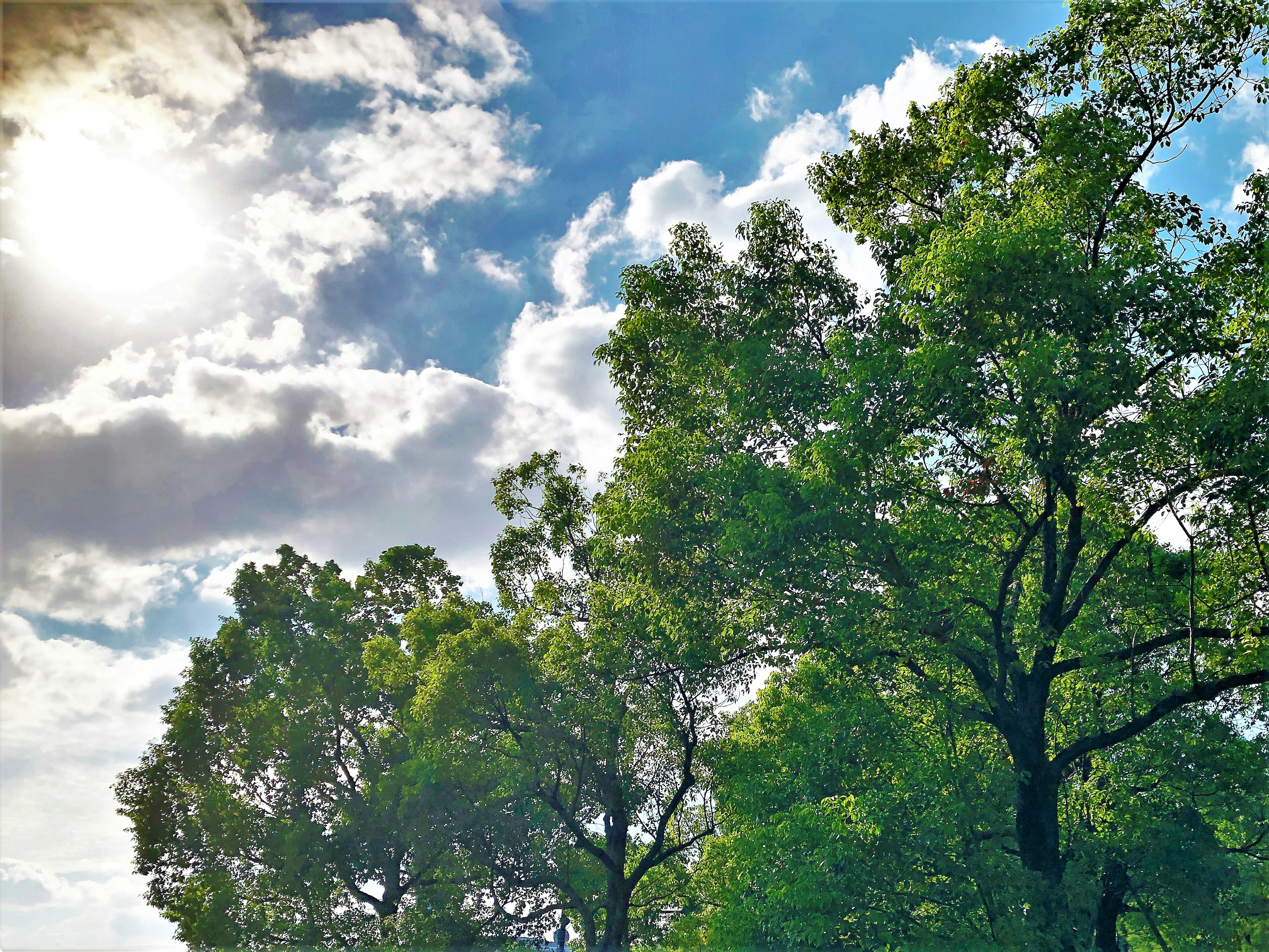 Lush green trees under a bright blue sky