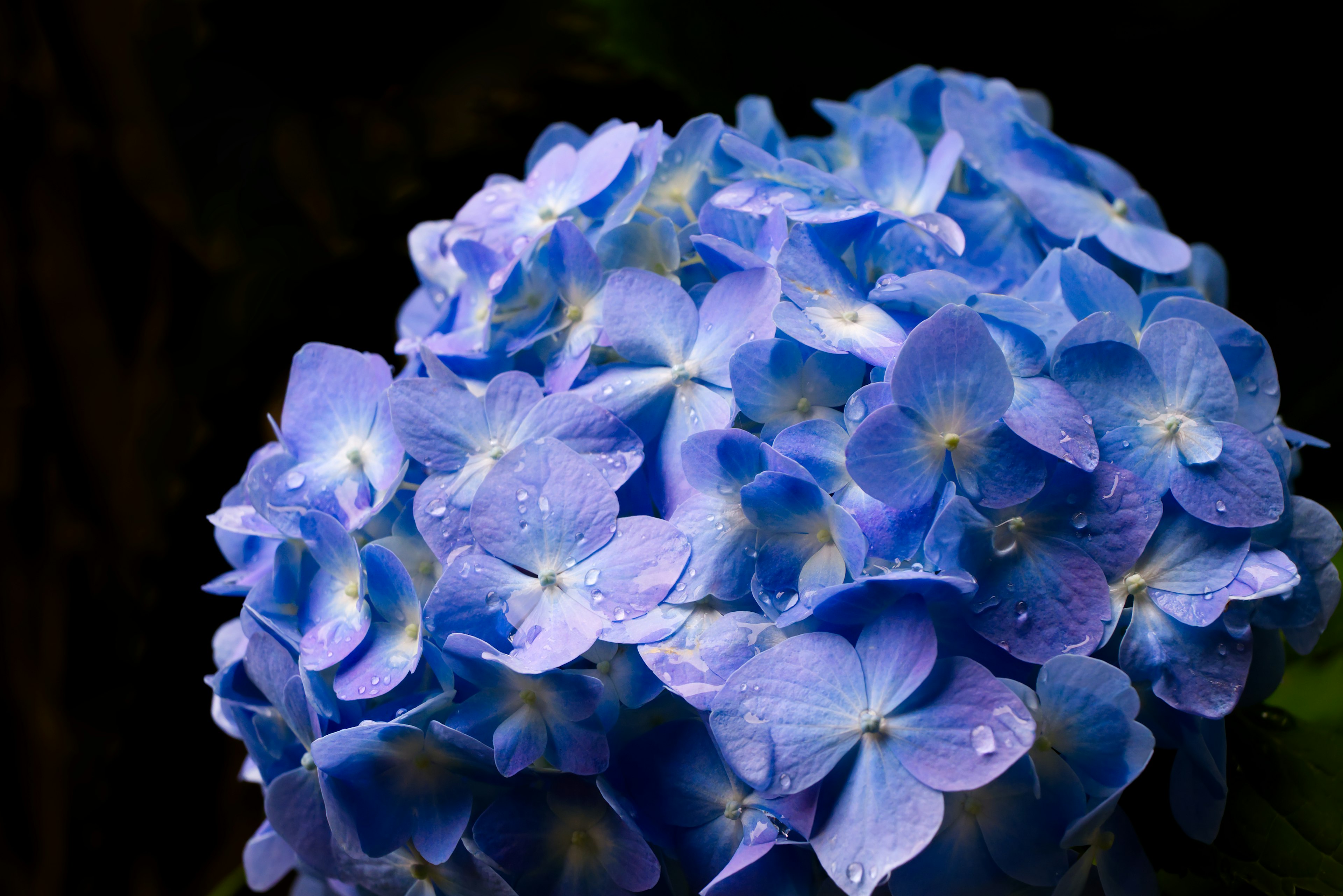 Groupe de fleurs d'hortensia bleu avec des gouttes