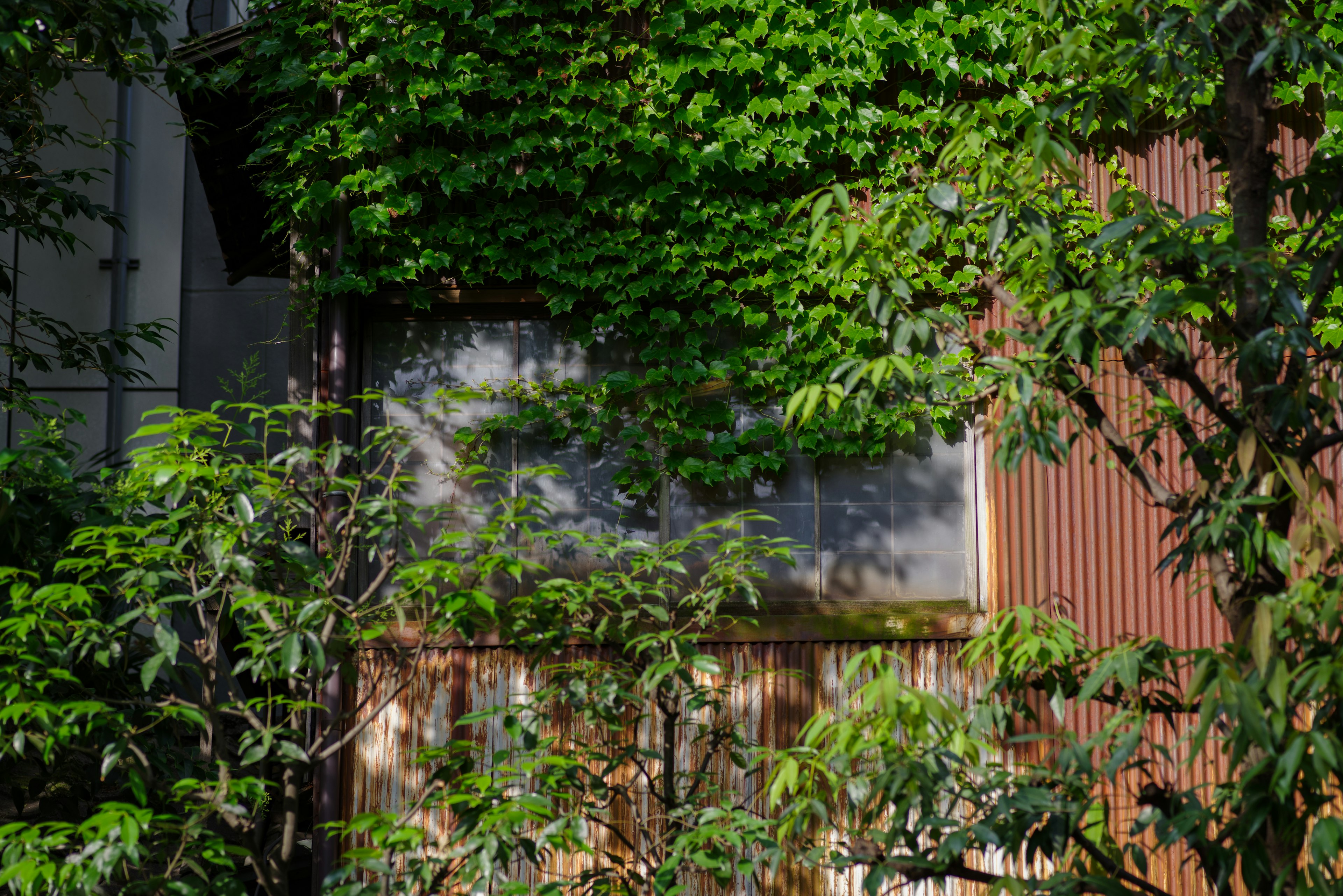 A building partially covered by lush green plants