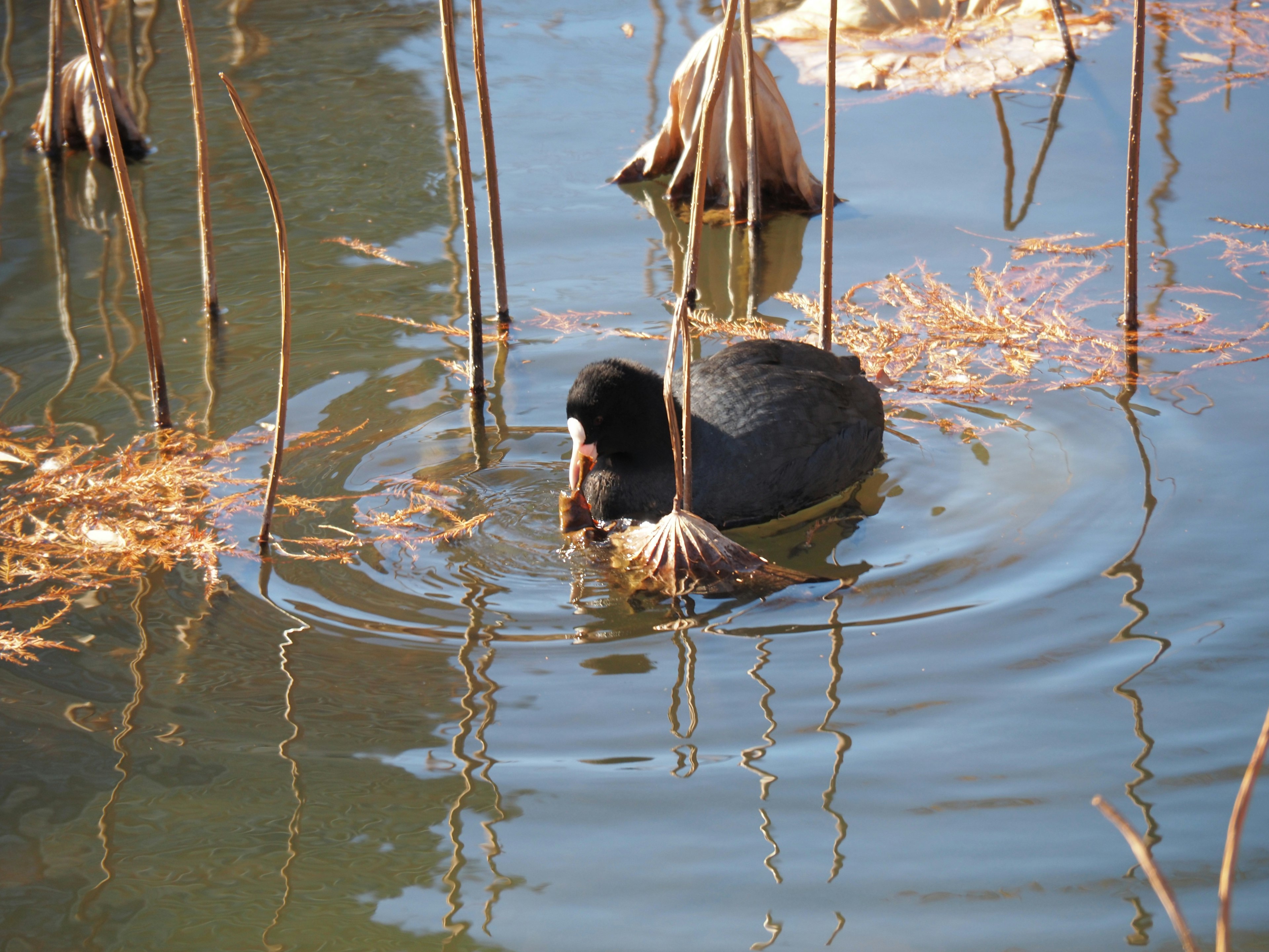 Un oiseau noir ressemblant à un foulque nageant sur l'eau parmi des roseaux