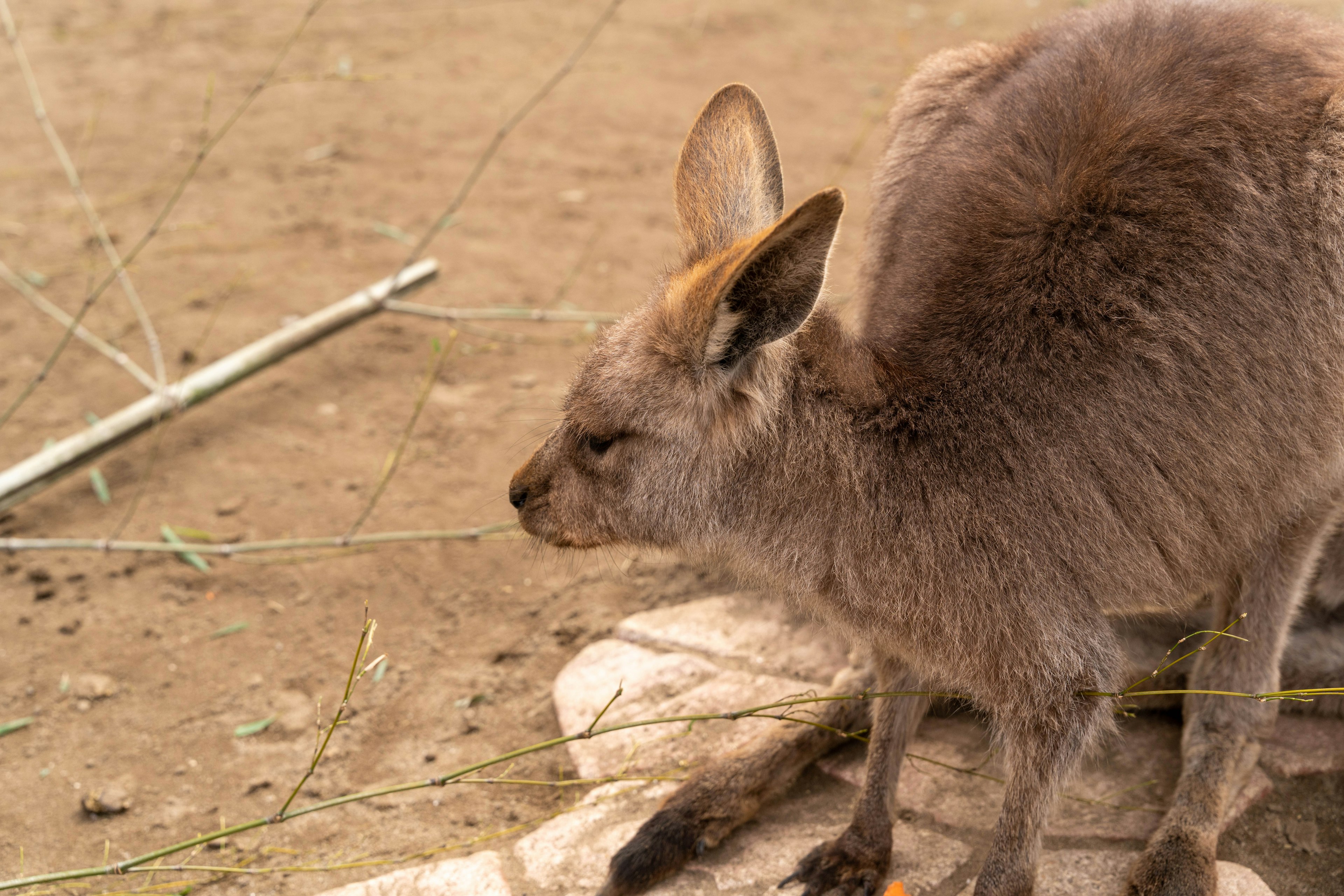 Profilo laterale di un giovane canguro sul terreno