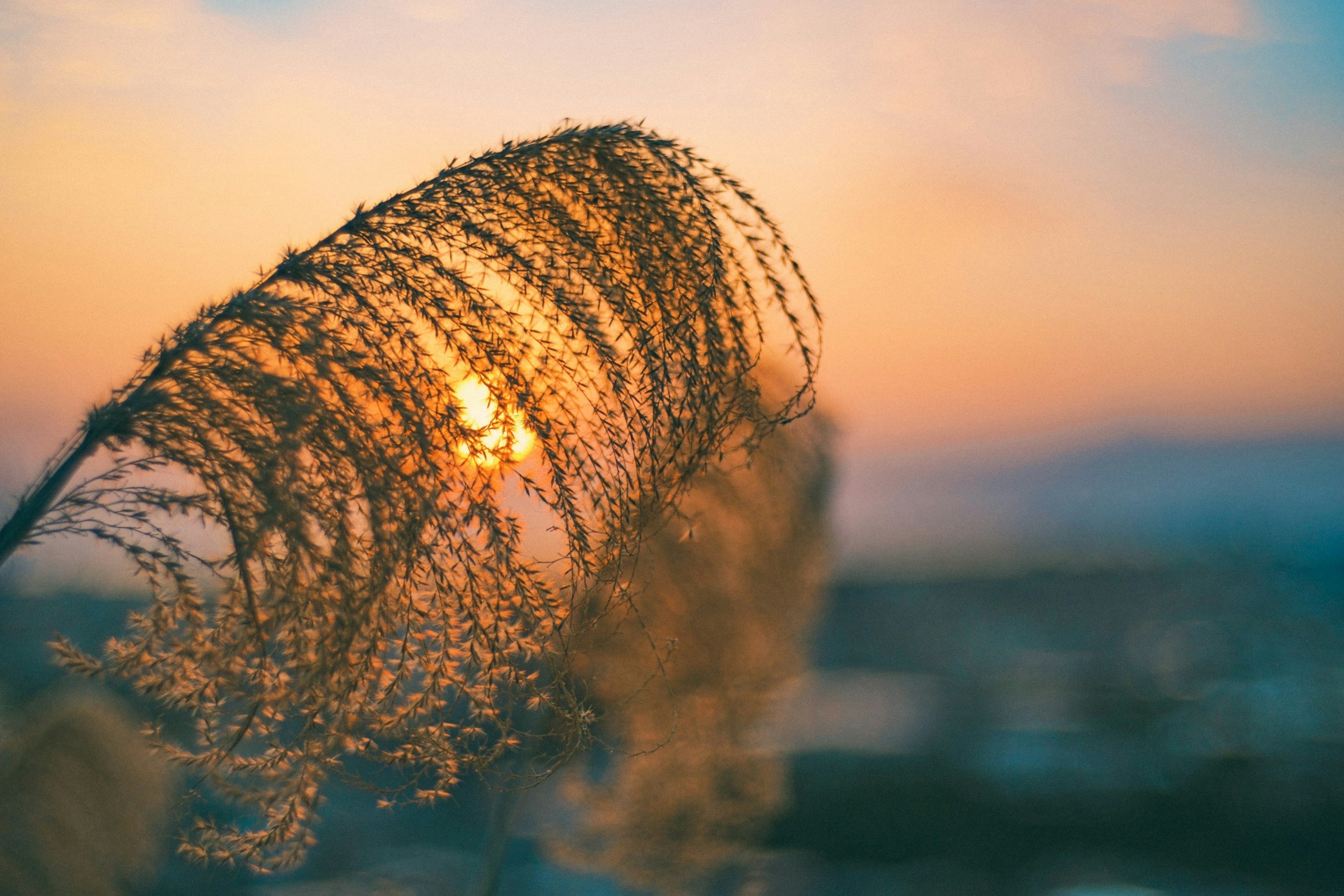 Gros plan sur des plumets d'herbe avec un arrière-plan de coucher de soleil aux couleurs douces