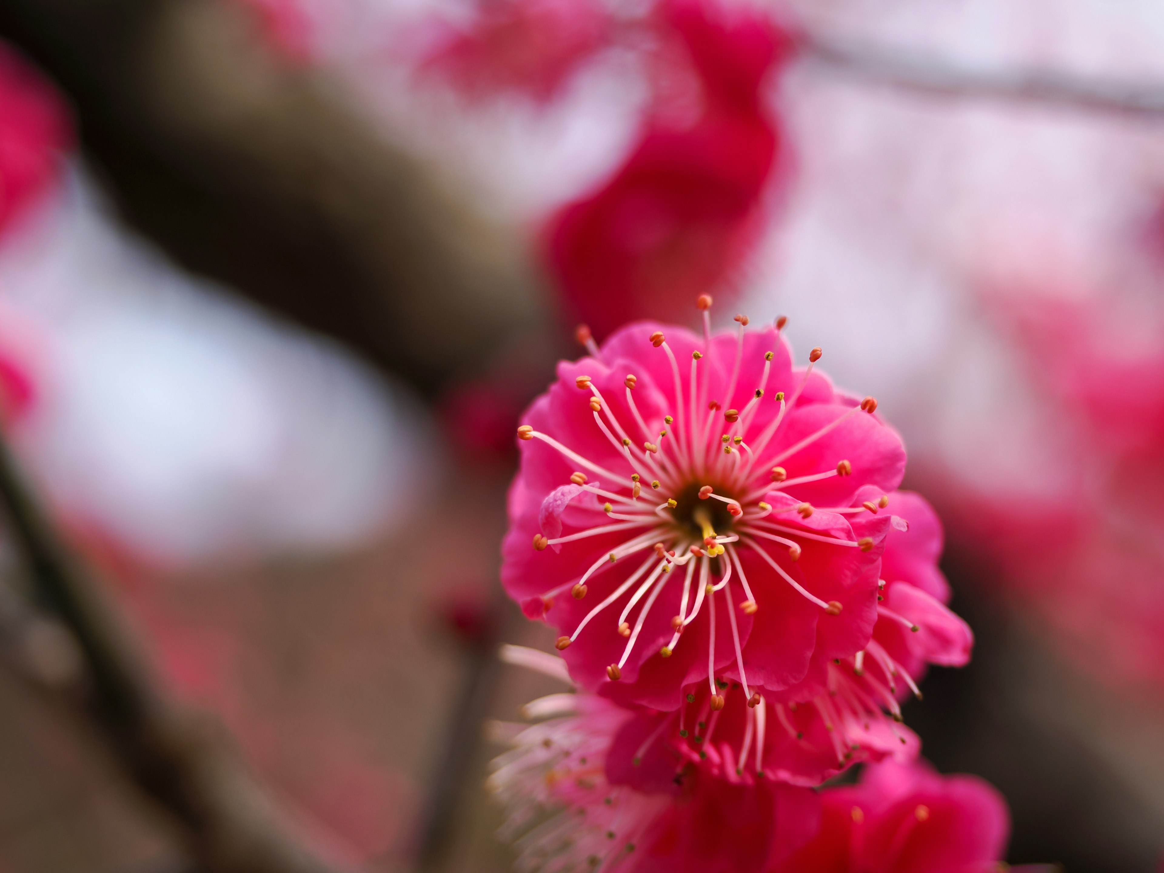 Close-up of a vibrant pink plum blossom