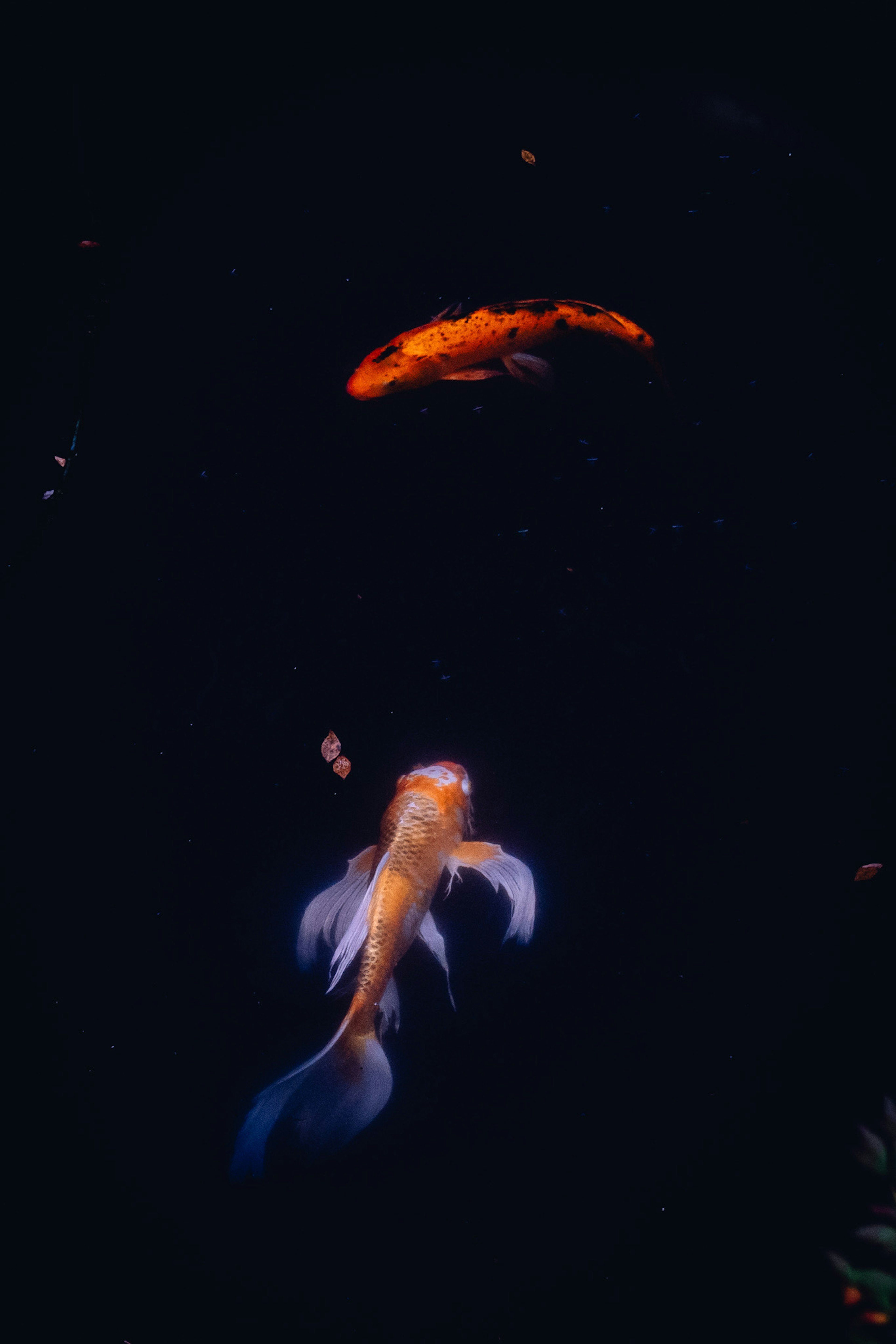 Goldfish swimming in dark water with an orange object above