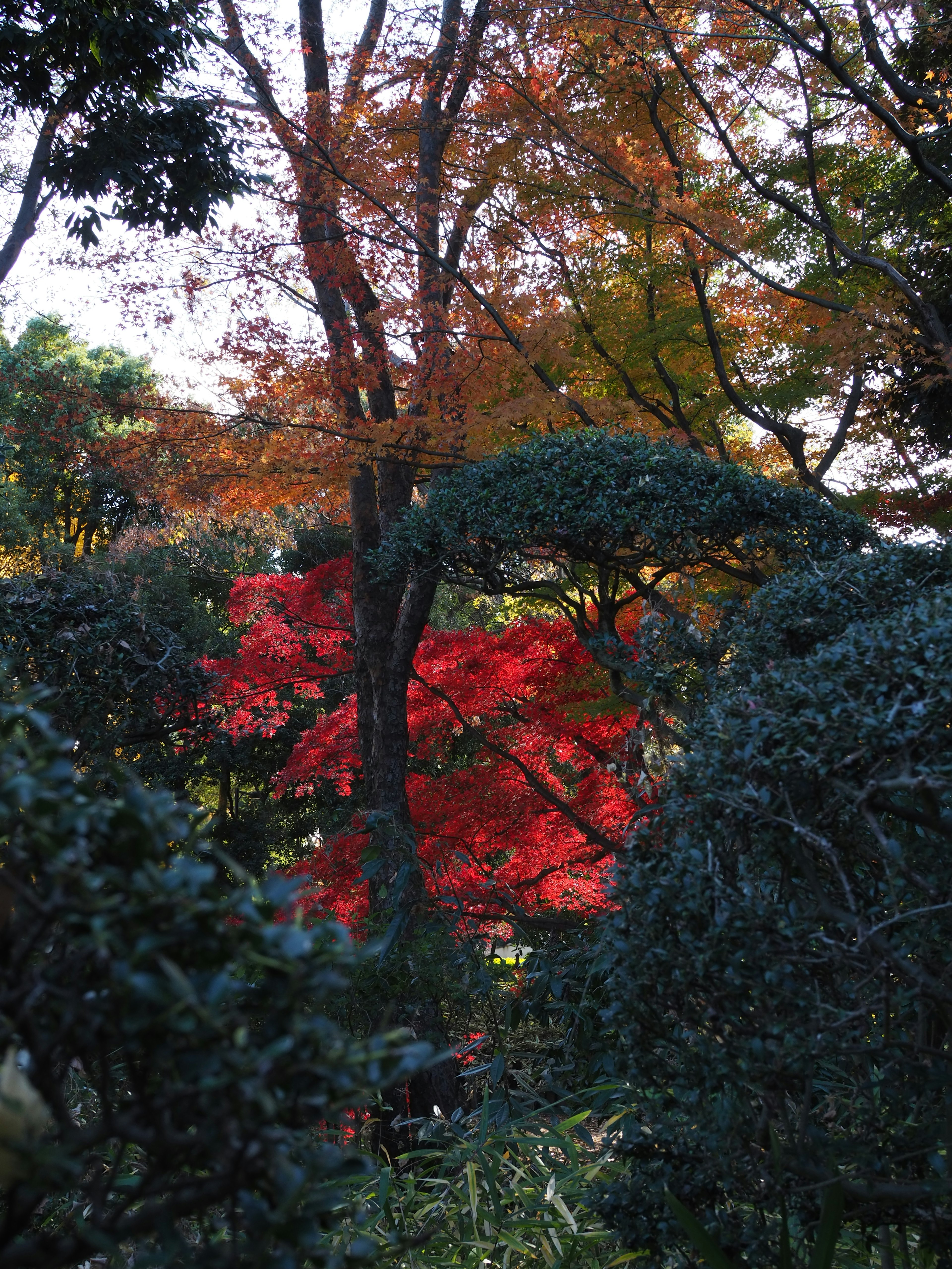 Escena otoñal colorida con un follaje rojo destacado en un jardín japonés