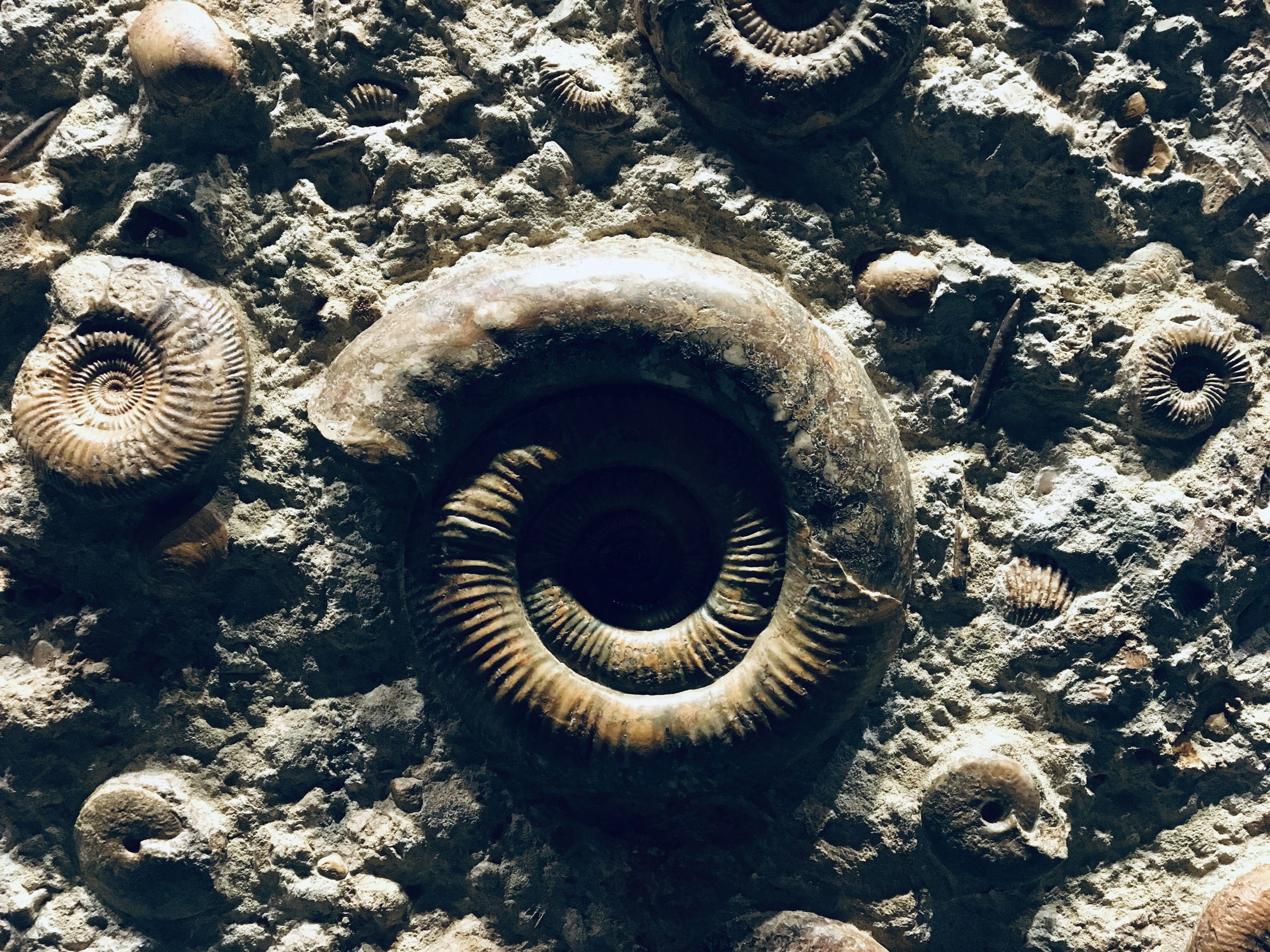 Close-up of a rock surface showcasing fossil patterns