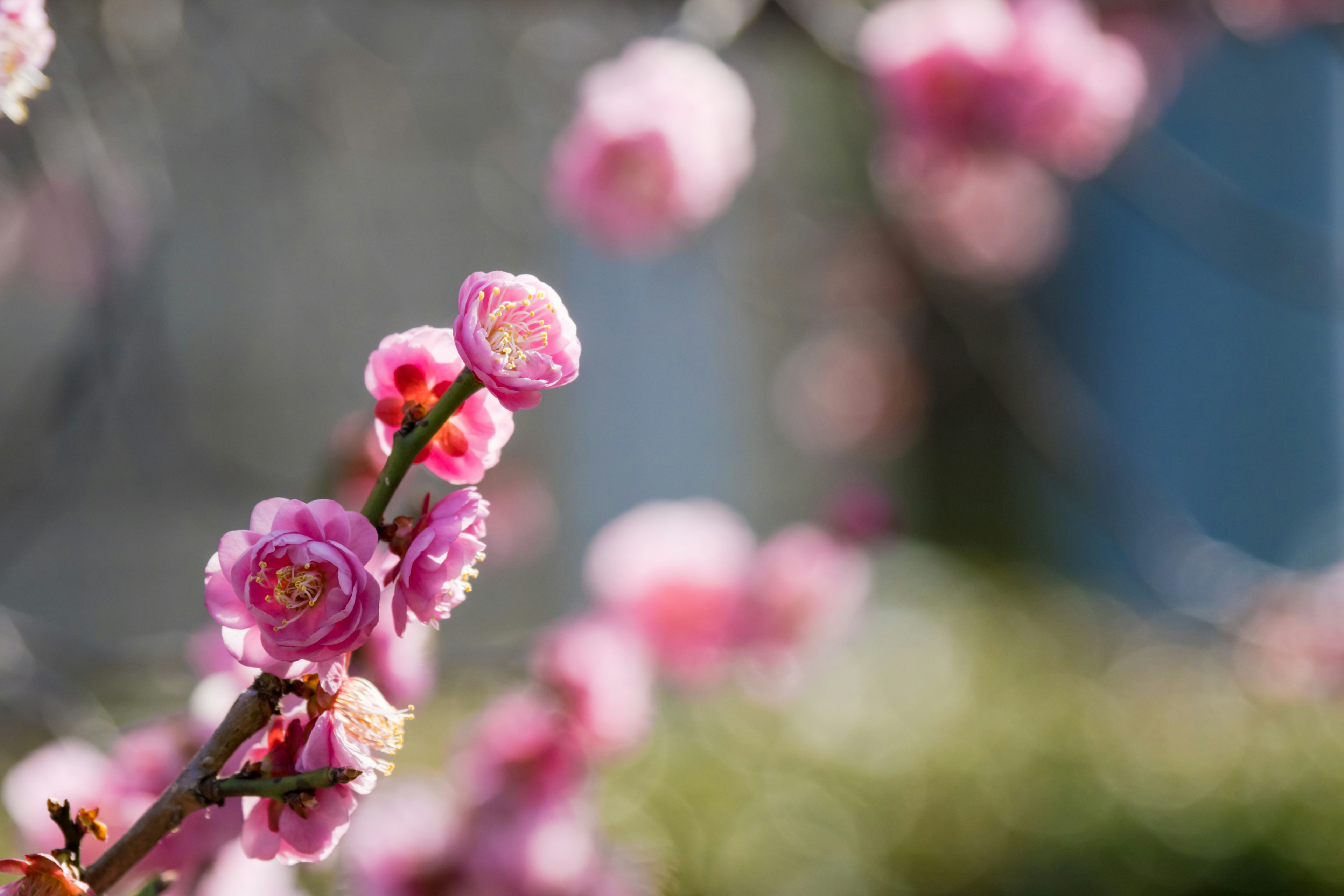 Primo piano di fiori di pruno rosa con sfondo sfocato