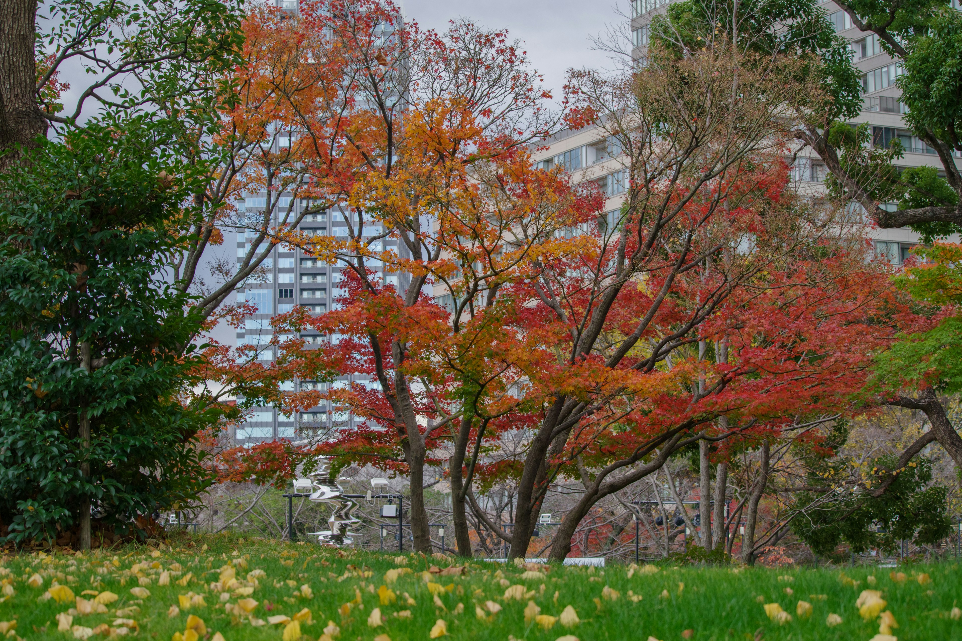 Park view adorned with autumn colors featuring tall buildings and trees with red leaves