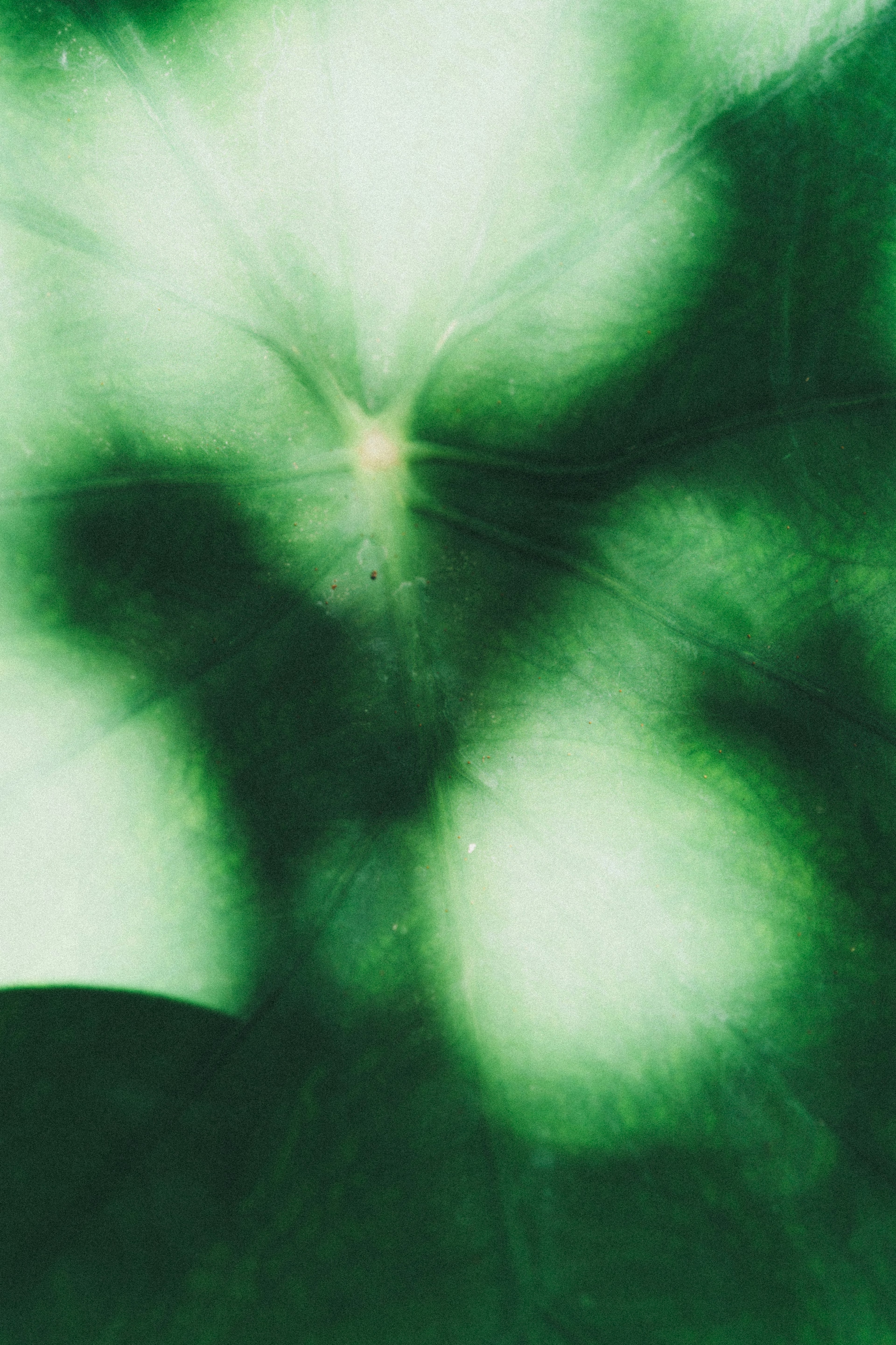 Blurred green leaf background with light spots