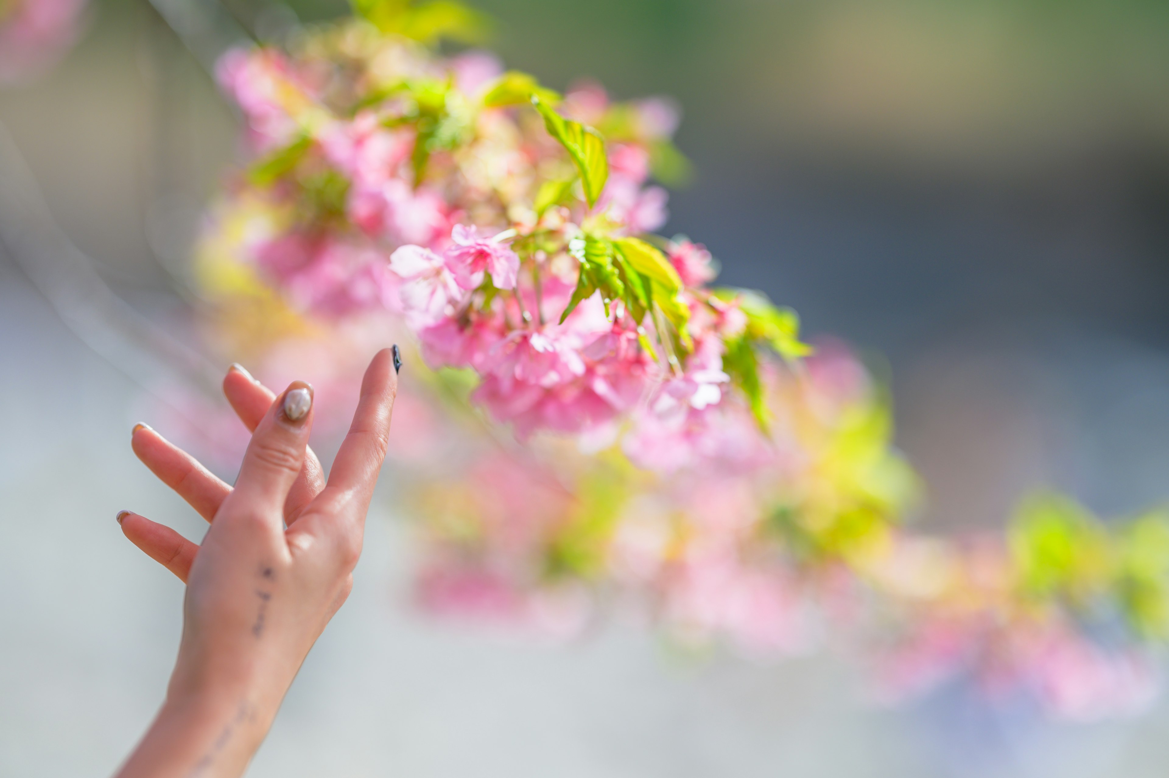 มือที่ยื่นไปหาดอกซากุระสีชมพูในฤดูใบไม้ผลิ