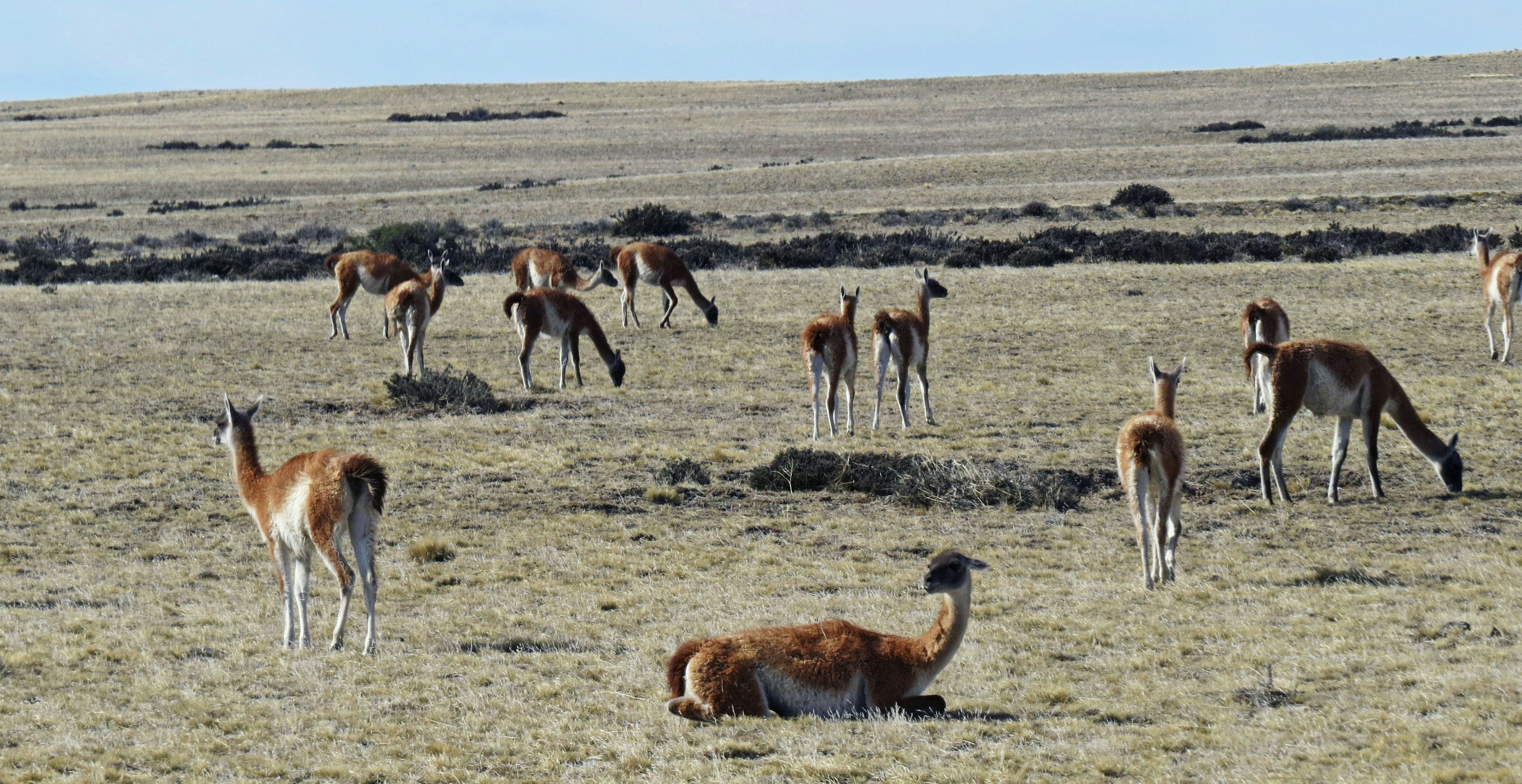 Một đàn vicuña trên đồng cỏ rộng lớn