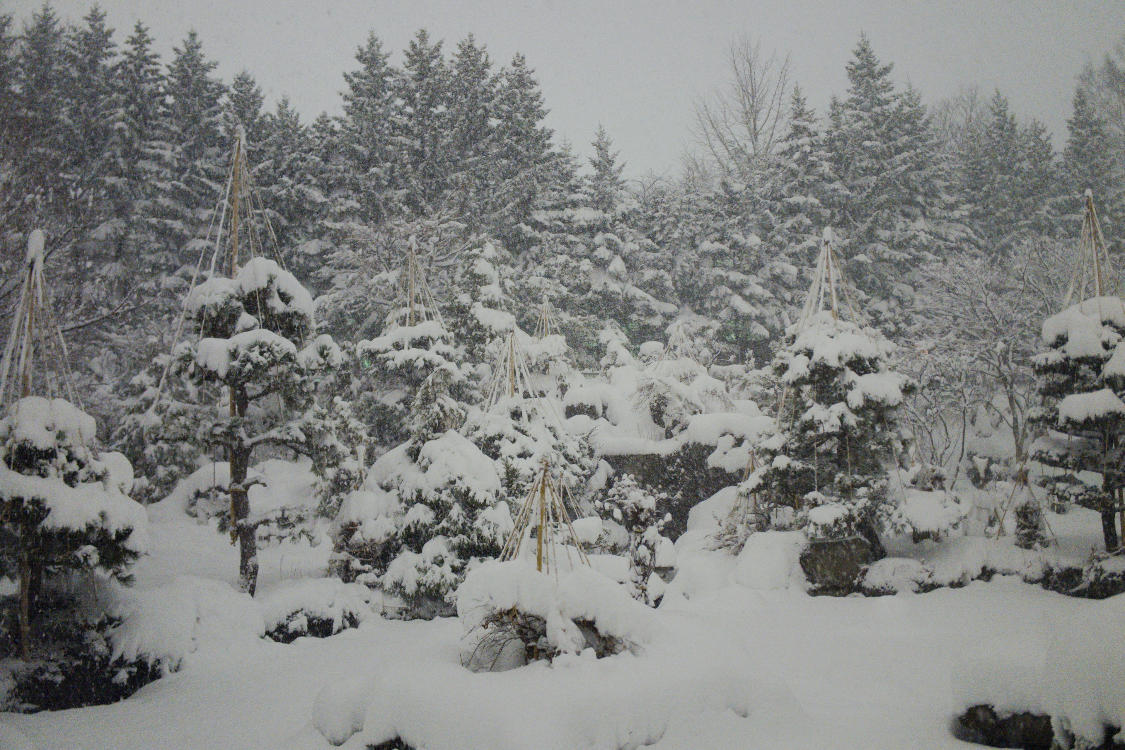 雪に覆われた木々と盆栽がある冬の風景