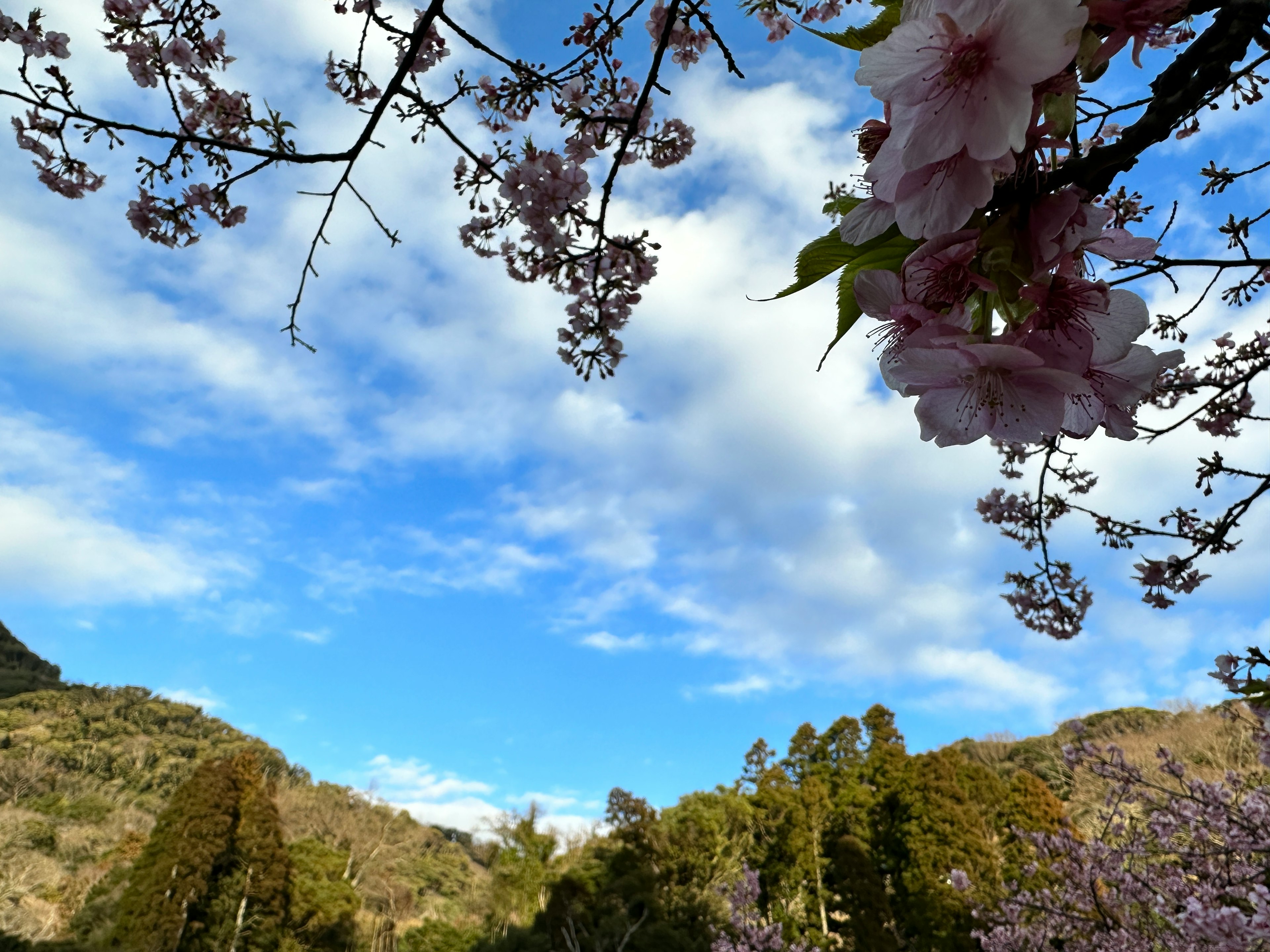 Vista escénica de flores de cerezo contra un cielo azul