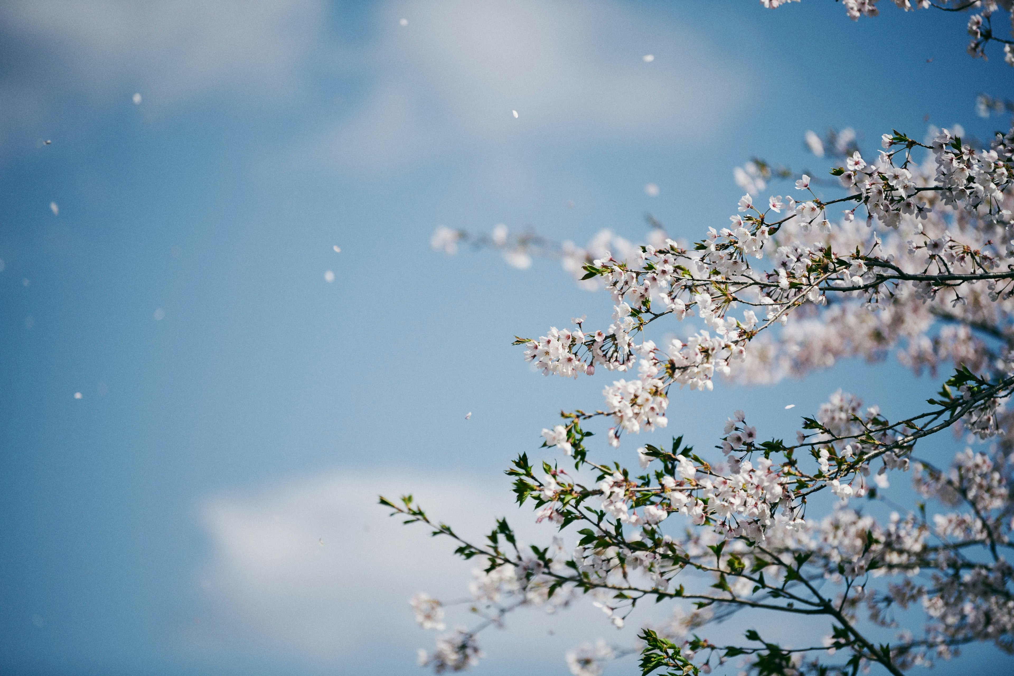 Bunga sakura yang bertebaran di latar belakang langit biru