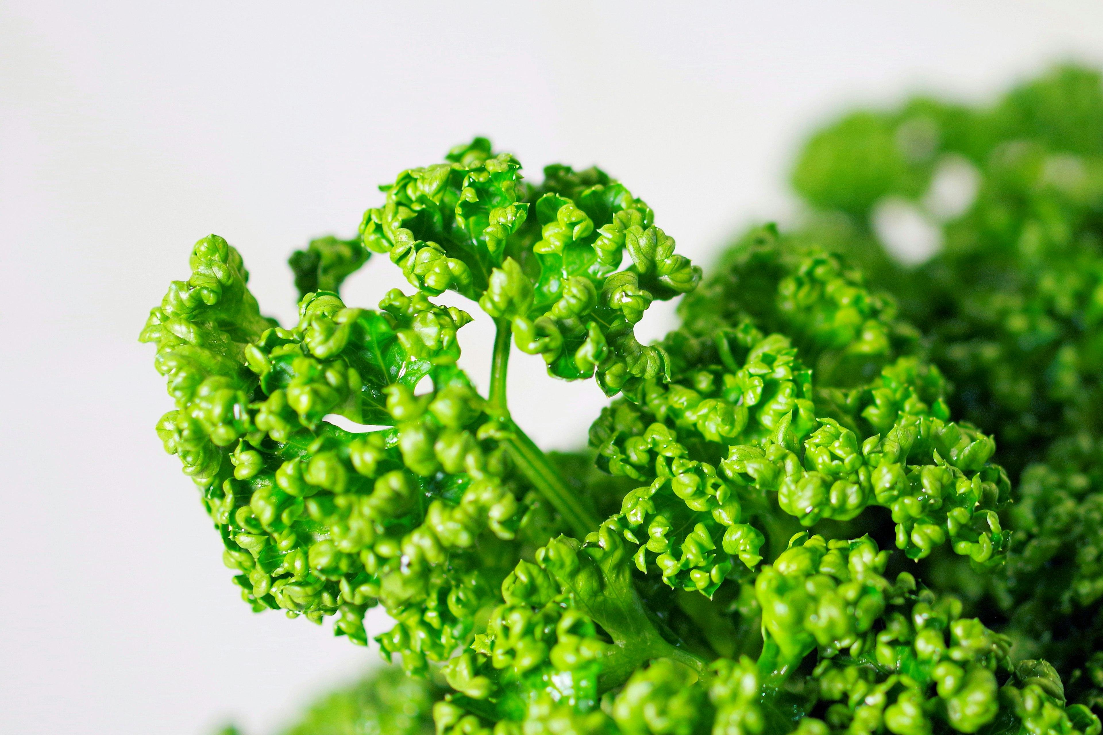 Close-up of vibrant green parsley leaves