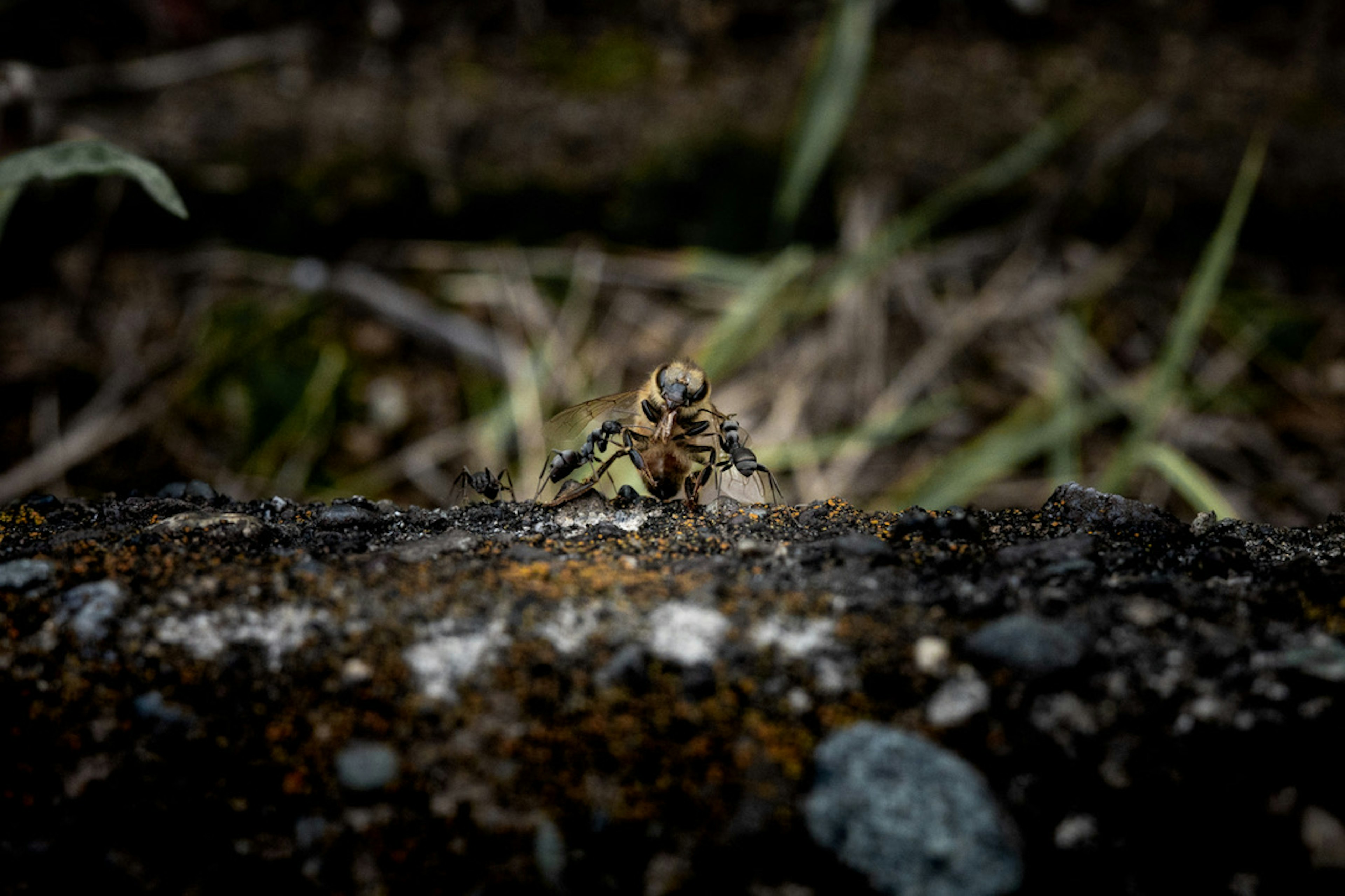 Close-up of a small insect on a rock with a dark background