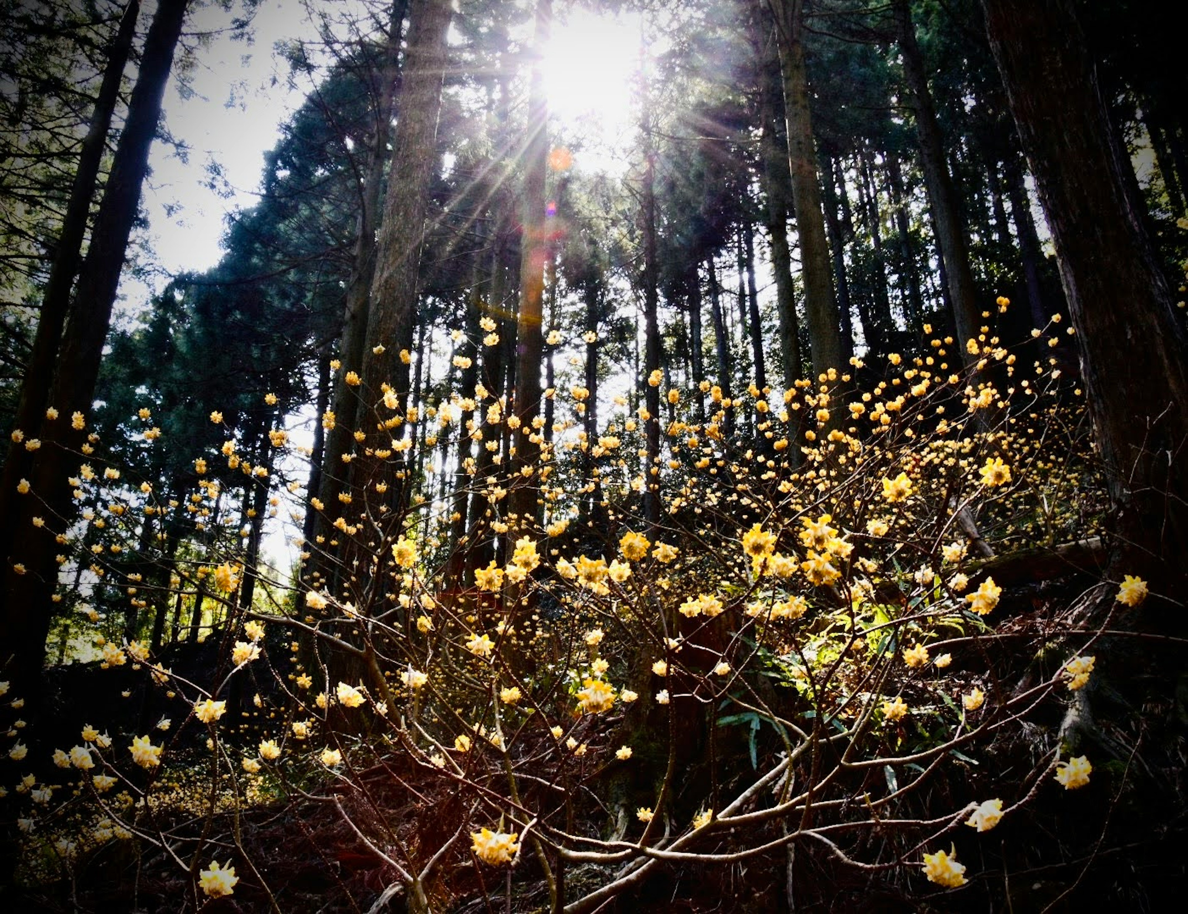 森の中に咲く黄色い花と太陽の光