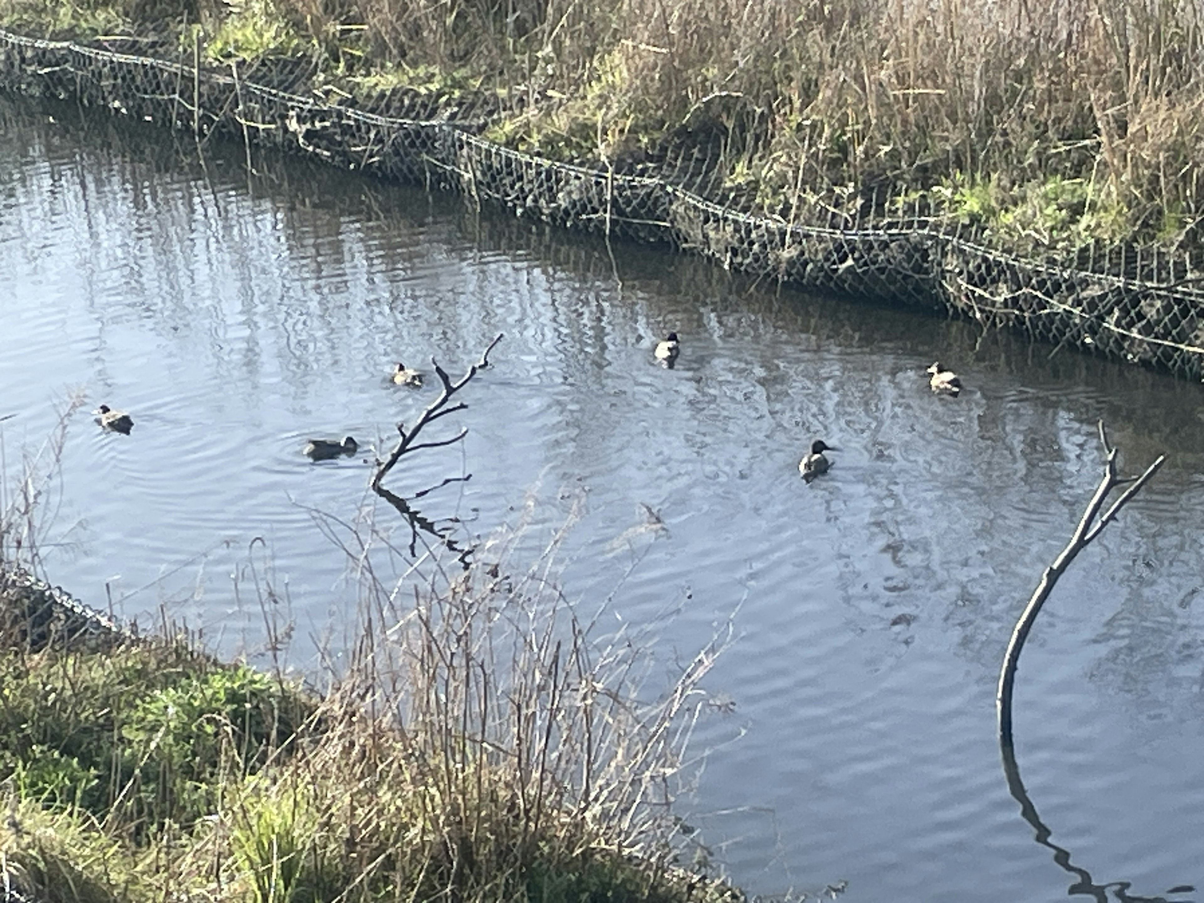 Plusieurs canards flottant sur un cours d'eau calme avec de fines branches