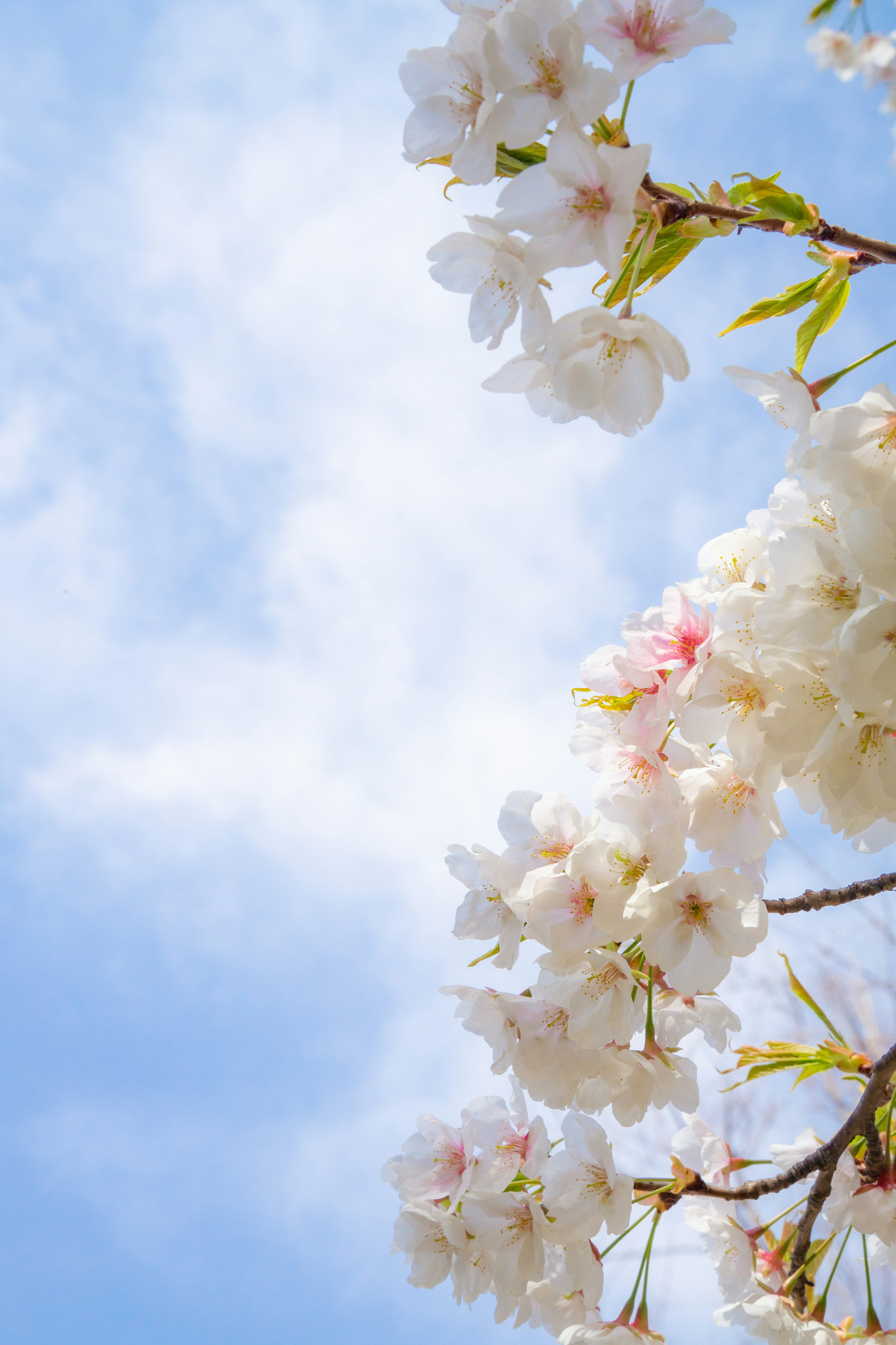 Cherry blossoms and branches under a blue sky