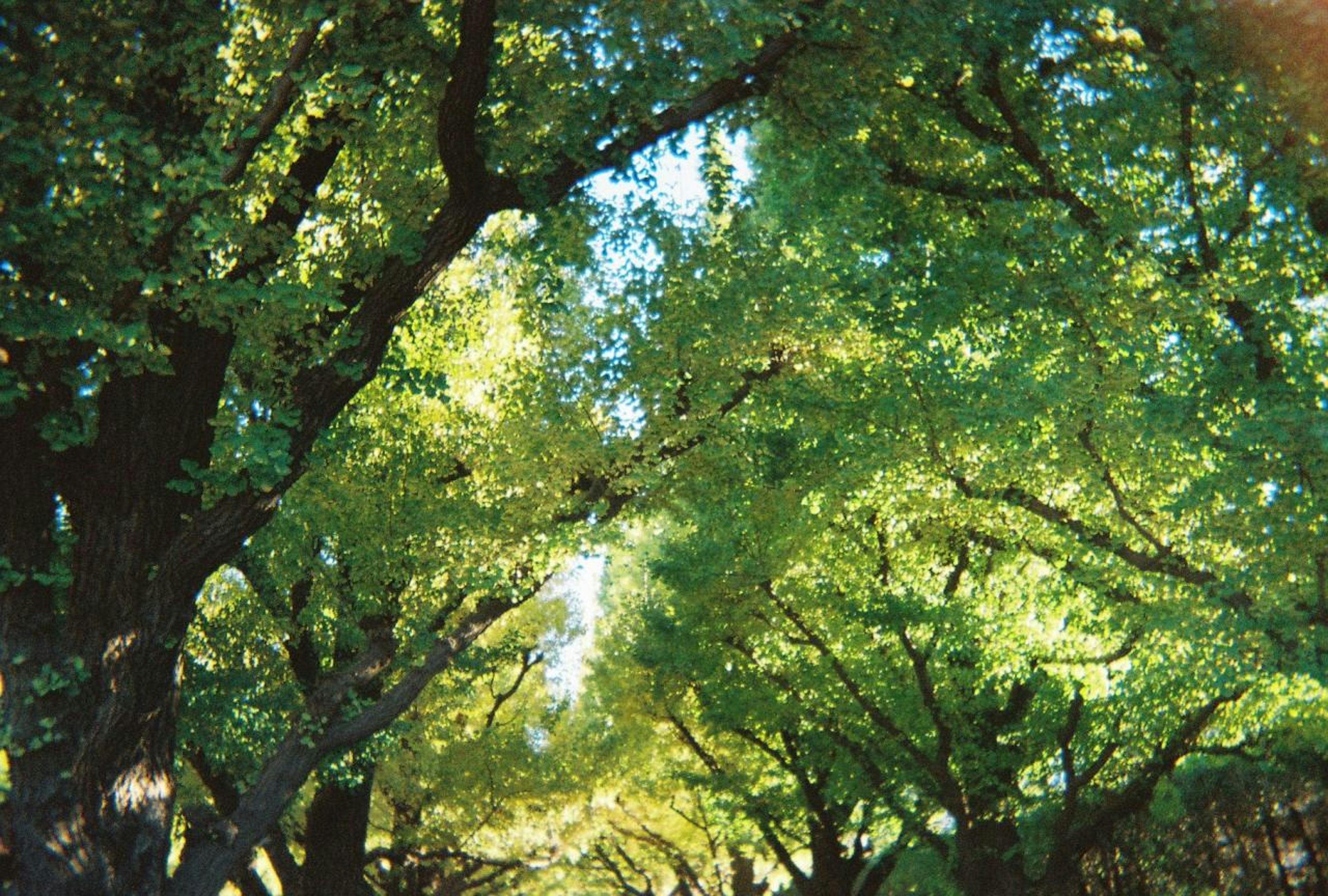 Lush green trees arching over a pathway