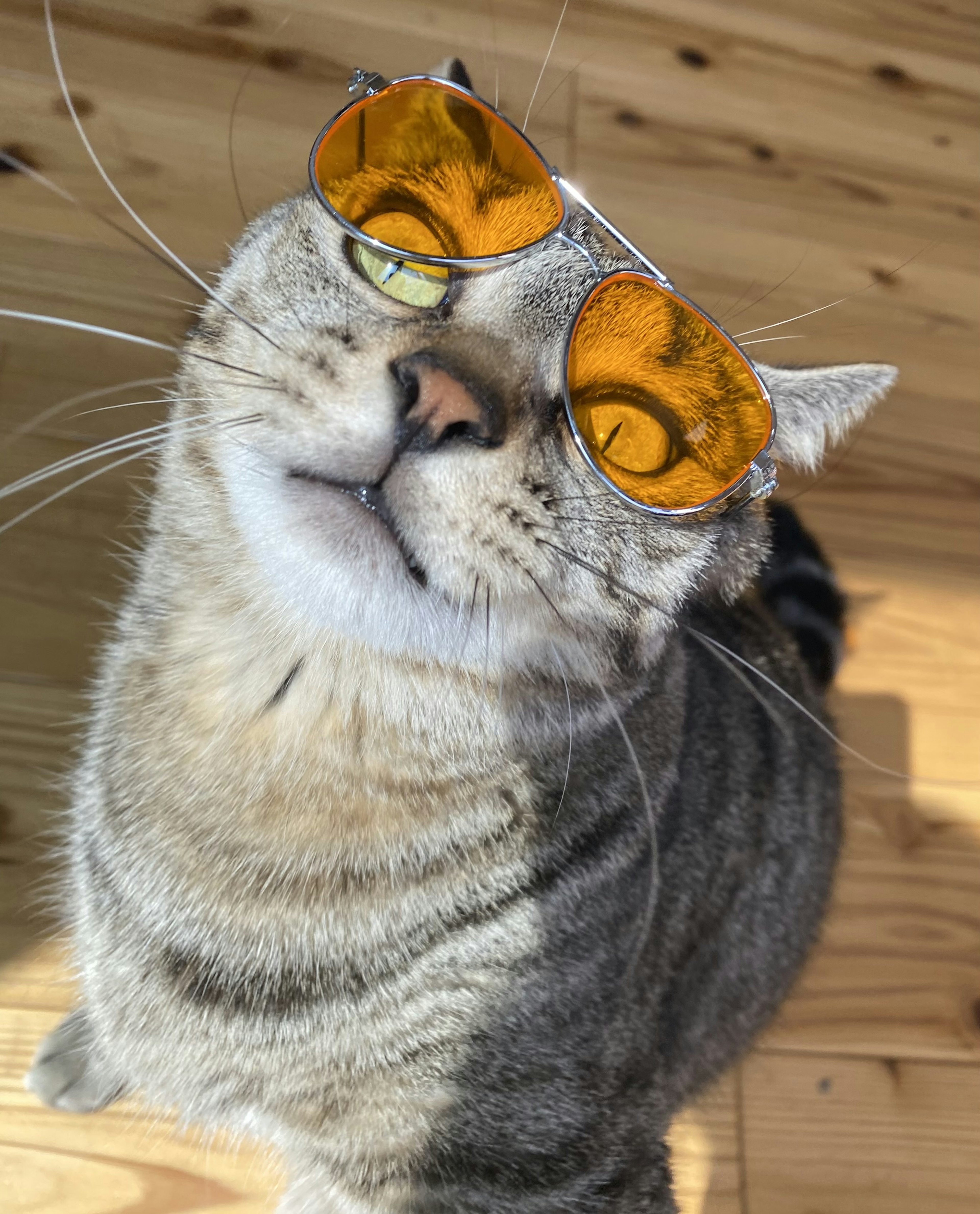 A cute portrait of a cat wearing sunglasses