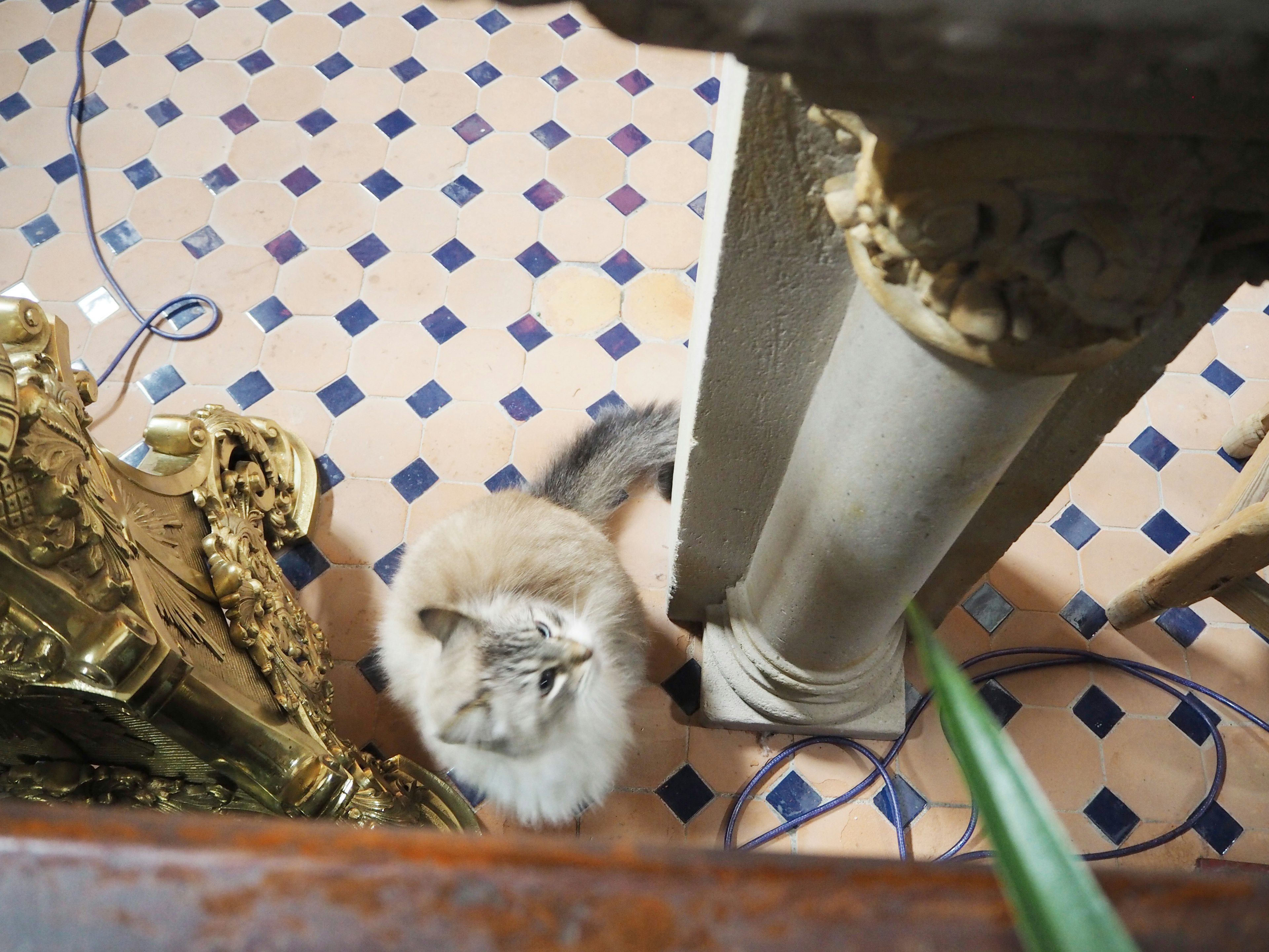 Katze neben einer dekorativen Säule