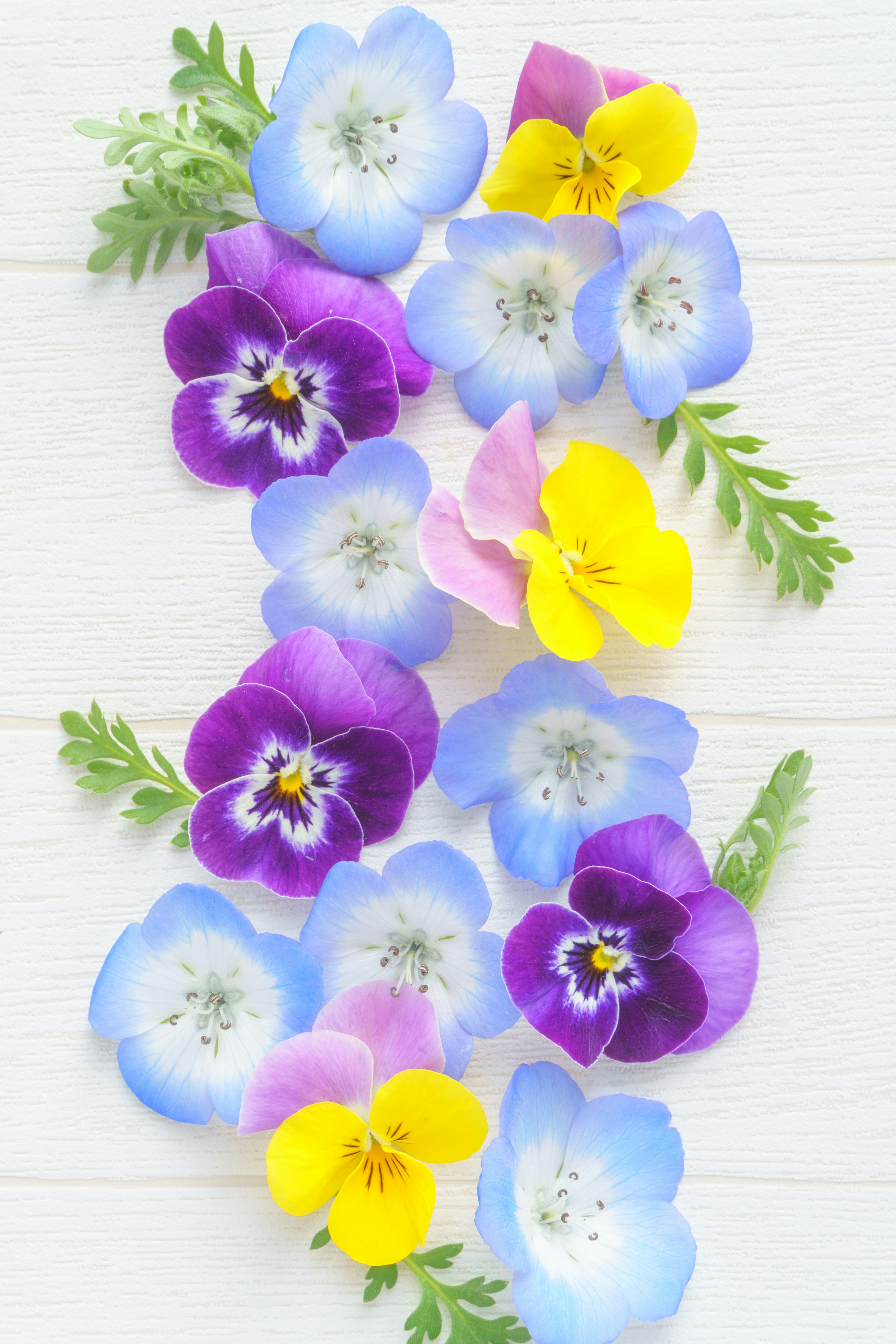 Composizione colorata di fiori con violette in tonalità di blu giallo e viola