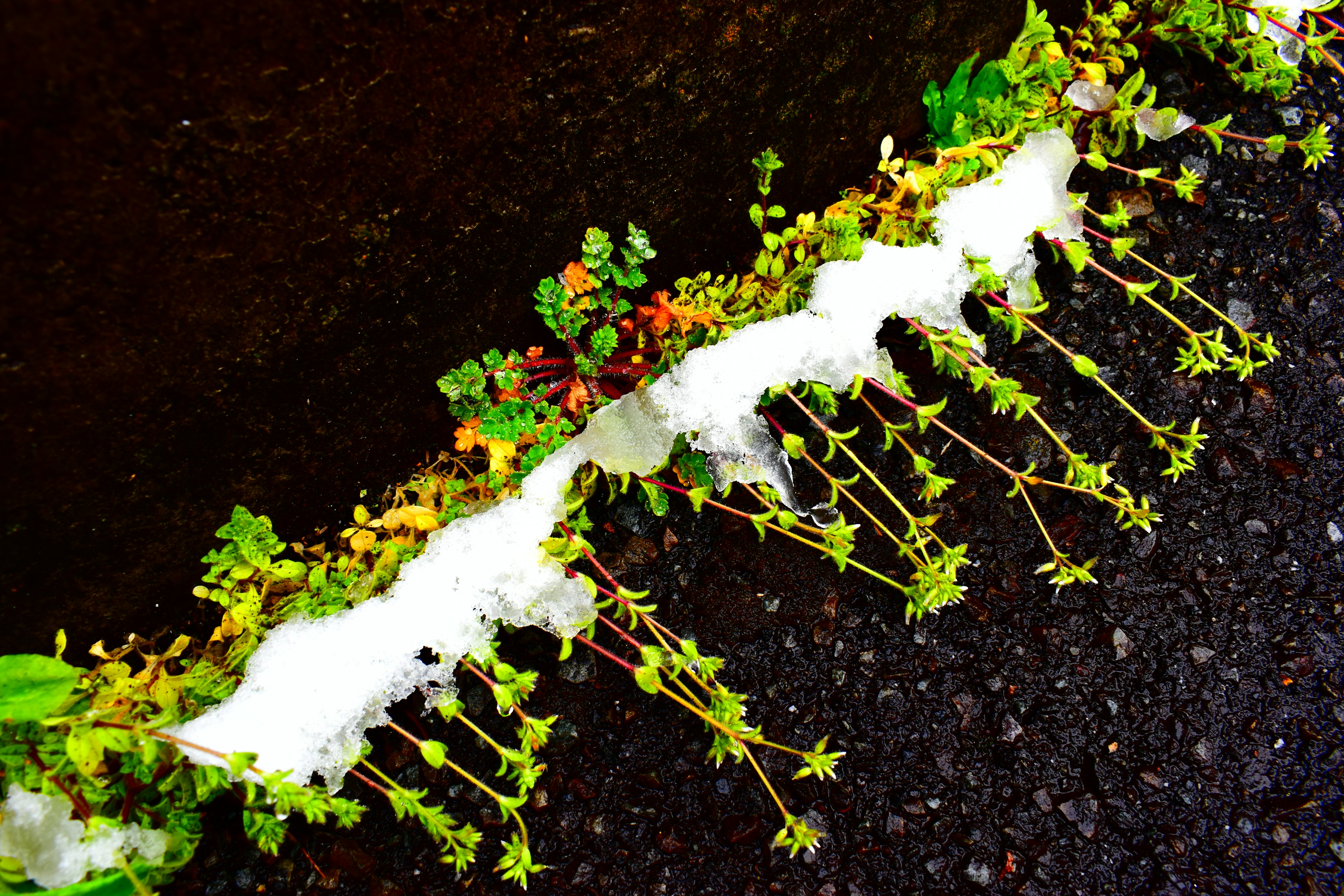 Plantas verdes creciendo junto a una sustancia blanca parecida a espuma sobre una superficie negra