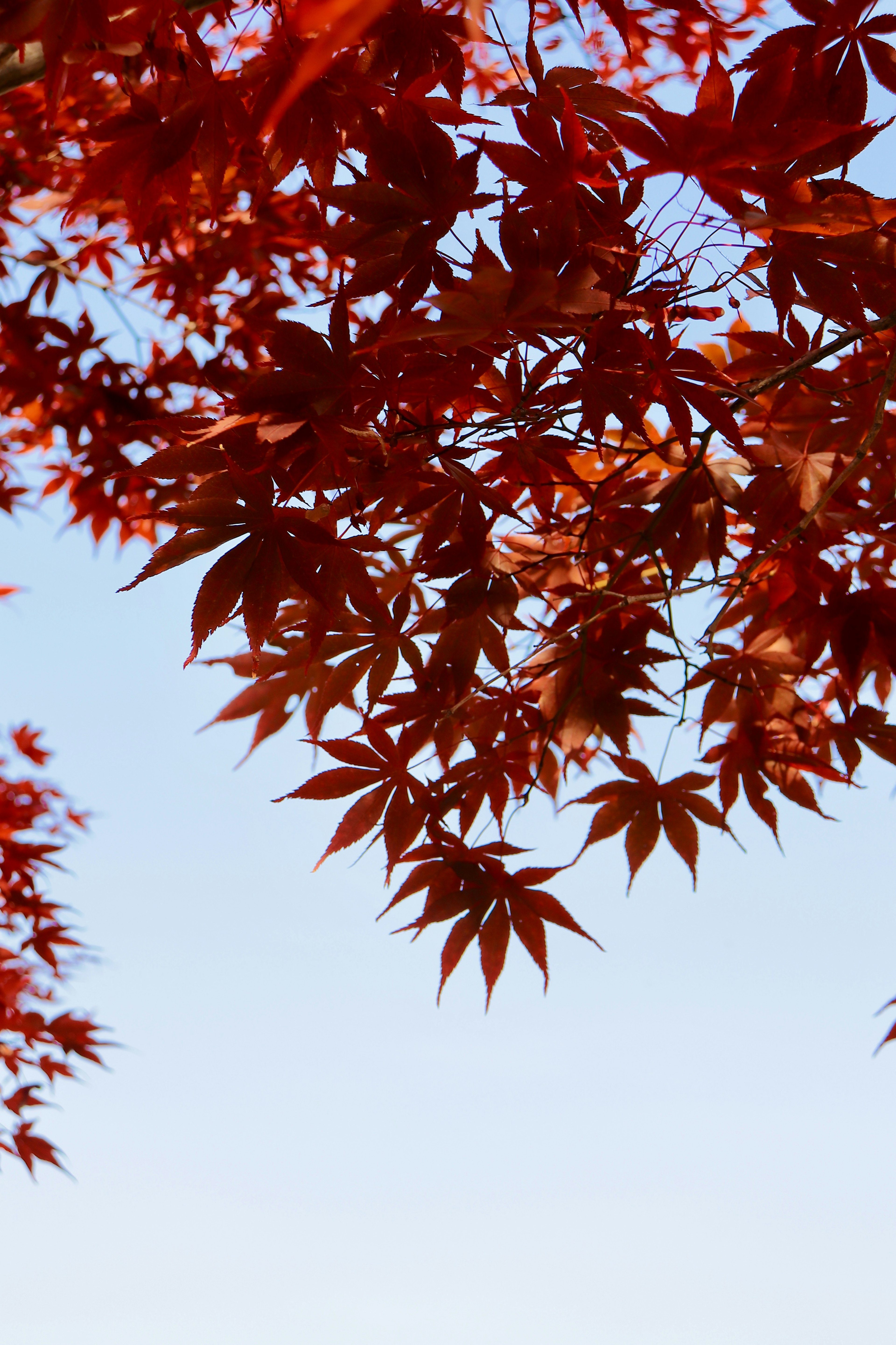 Leuchtend rote Blätter vor klarem blauen Himmel