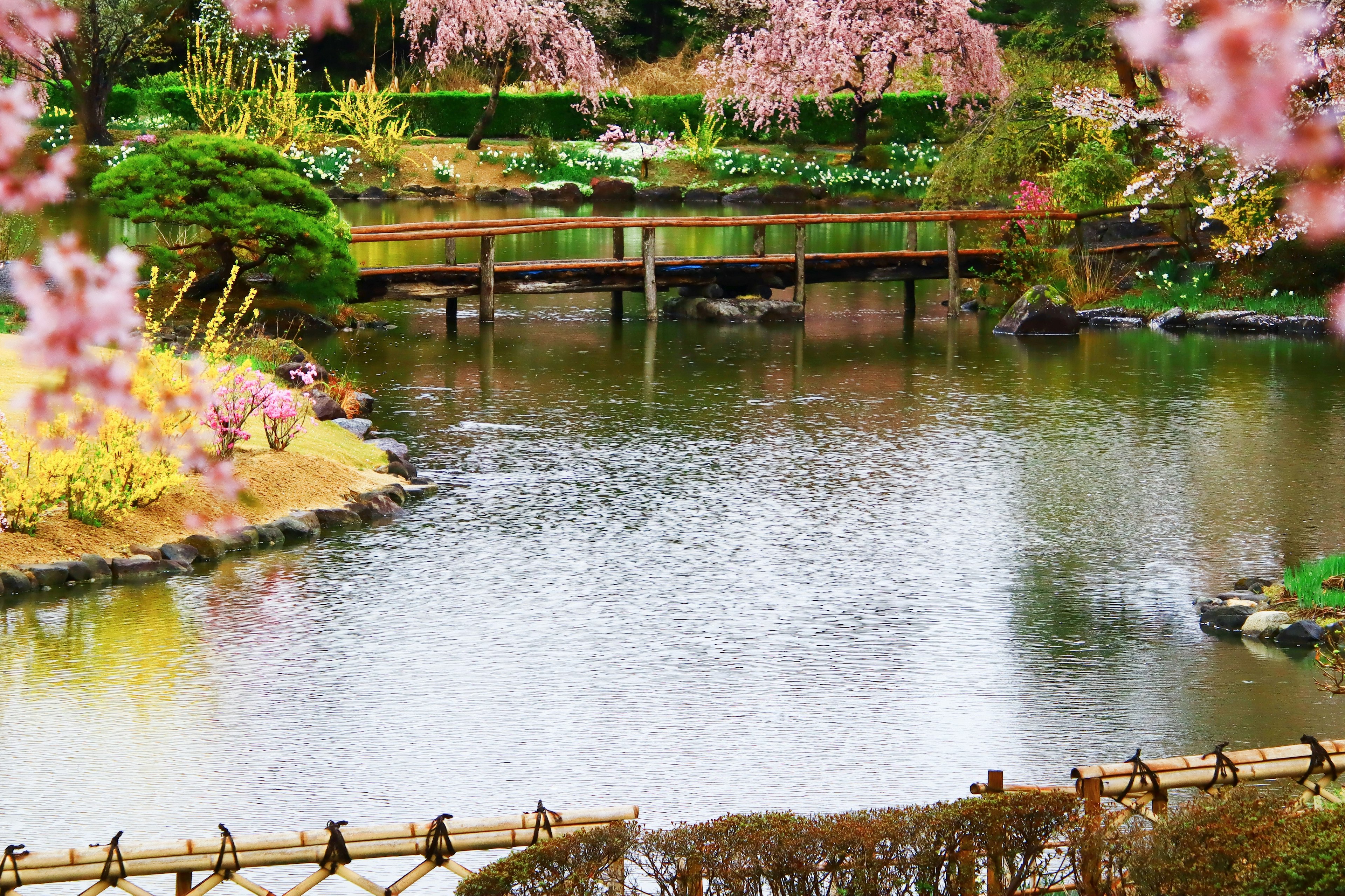 ทัศนียภาพของสระน้ำที่มีดอกซากุระและสะพานไม้