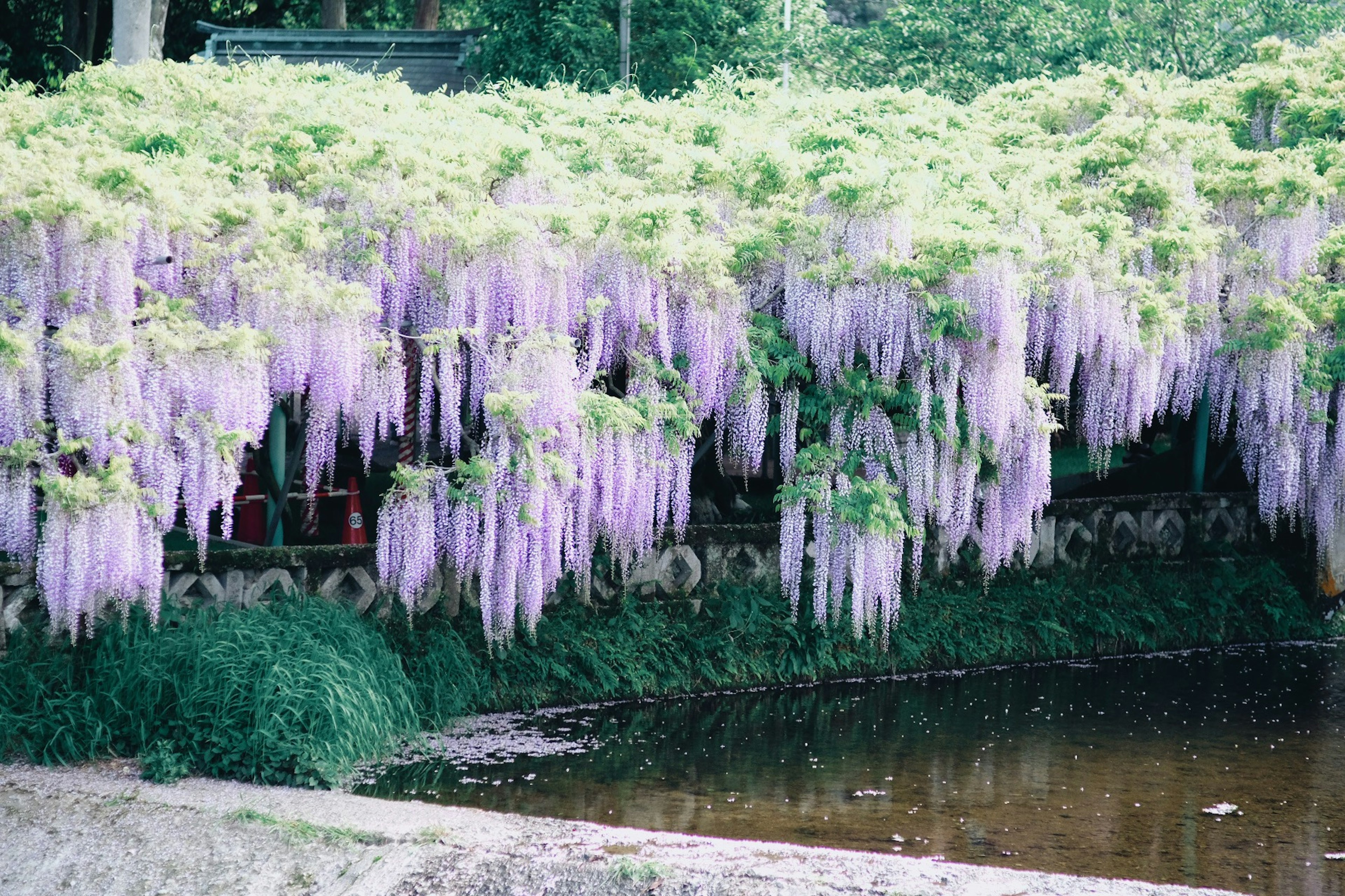 Hermosas flores de glicina que caen con flores moradas