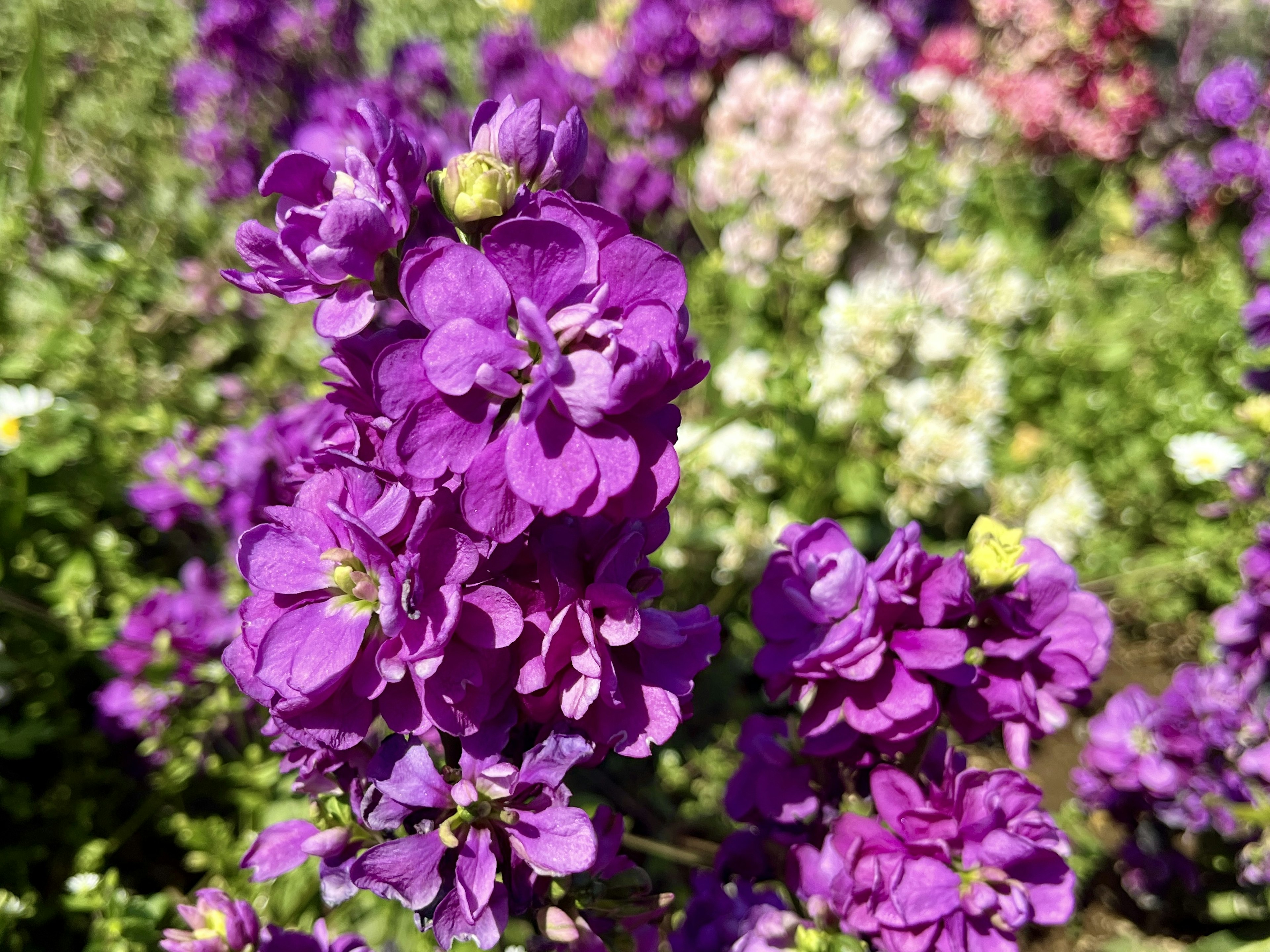 花園中盛開的鮮豔紫色花朵特寫